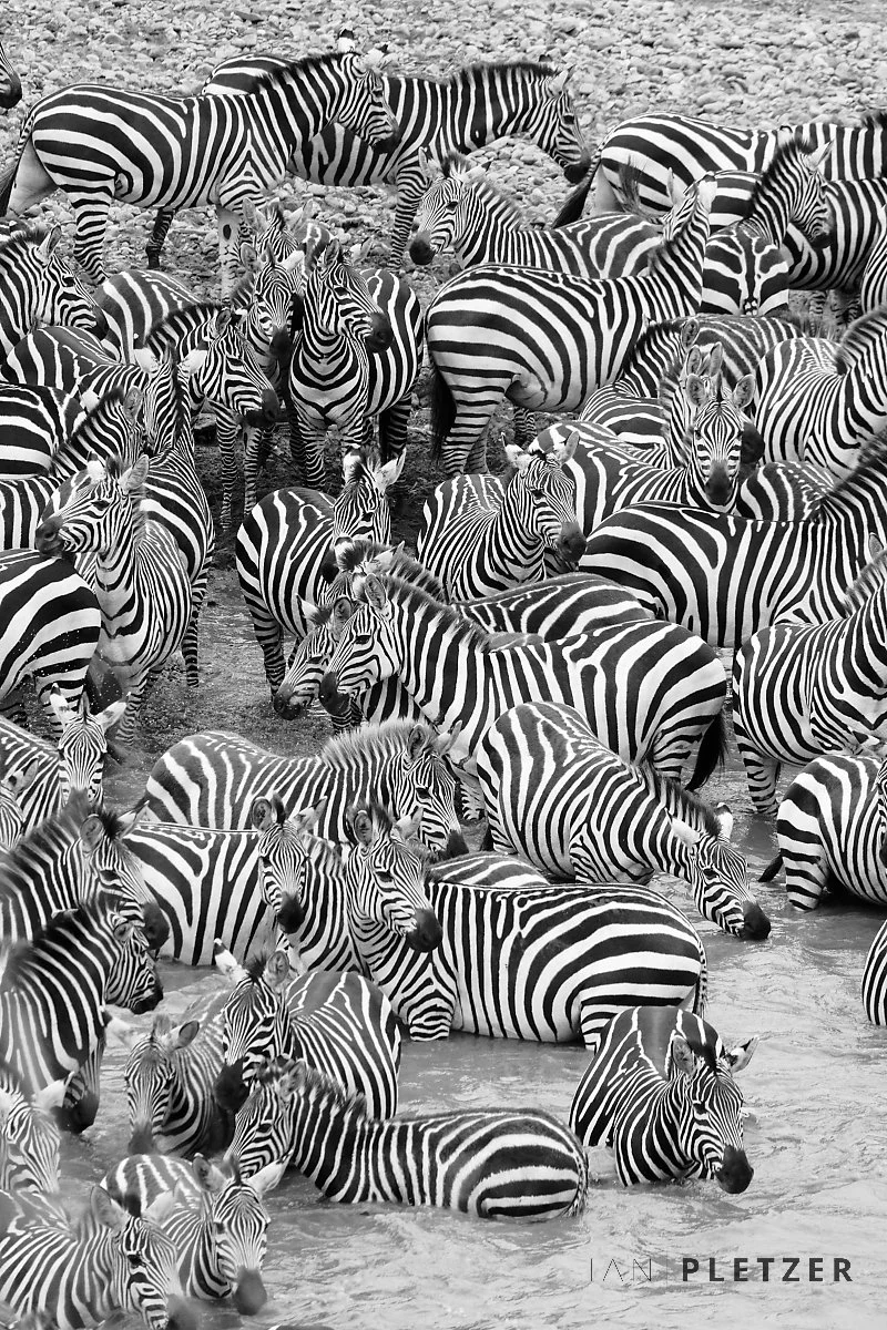 ZEBRA DAZZLE