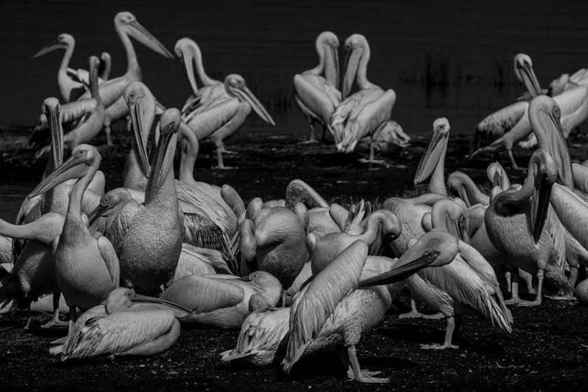 PELICAN PARTY