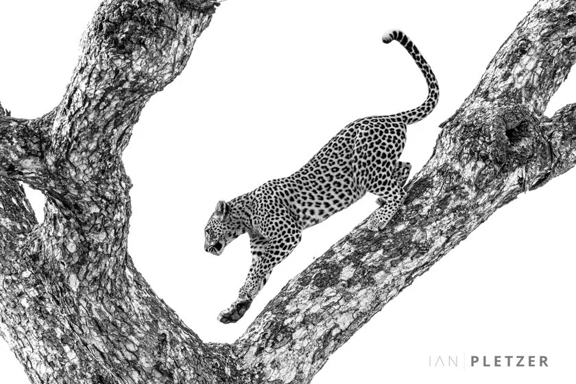 LEOPARD FRAME