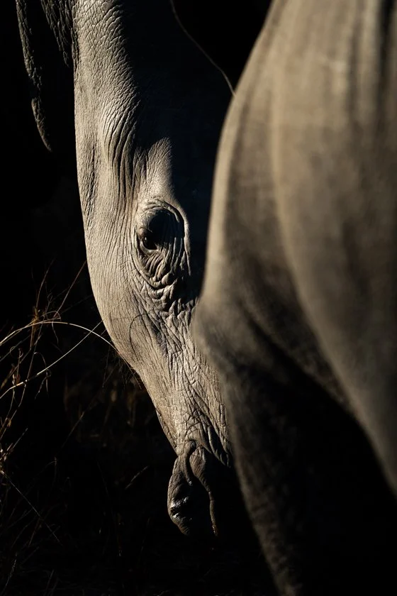 RHINO LINES
