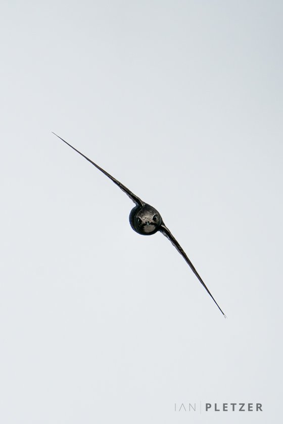 FRONTAL SWIFT