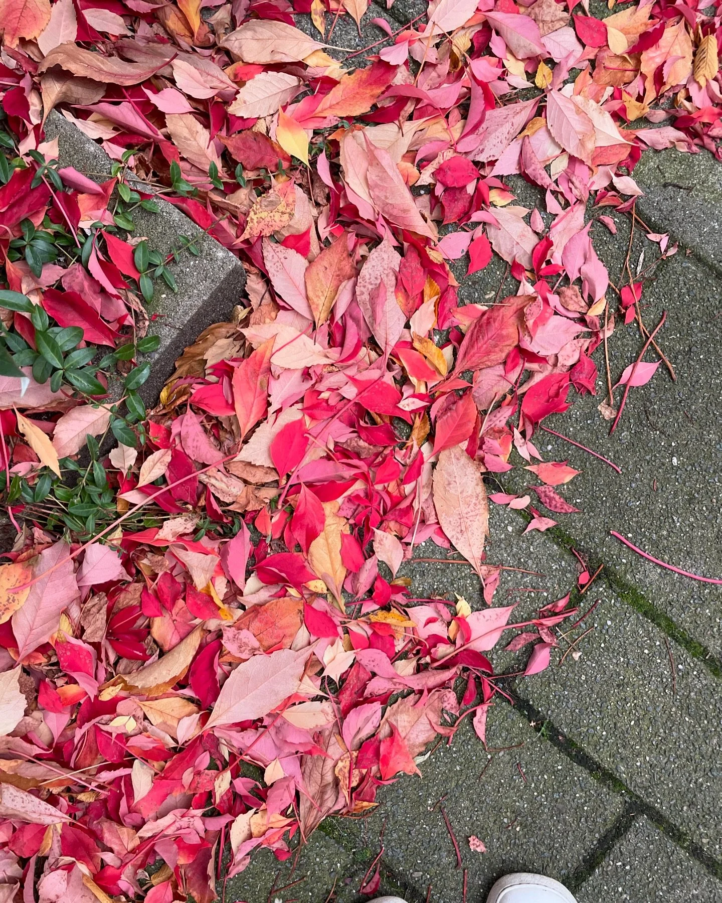 Autumn art all around! 🍁 
So happy to experience this season. Can’t wait to put more hours in an autumn study with watercolor 😍
#natureisart #natureart #autumn #autumncolors #autumnstudy #watercolor #joyful #seasons #cyclicalworld