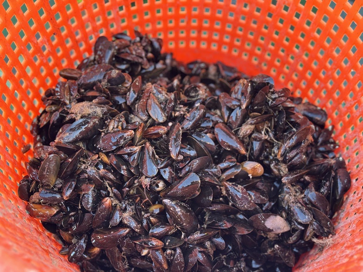 A chilly and cheerful final field campaign in Limfjorden, Denmark