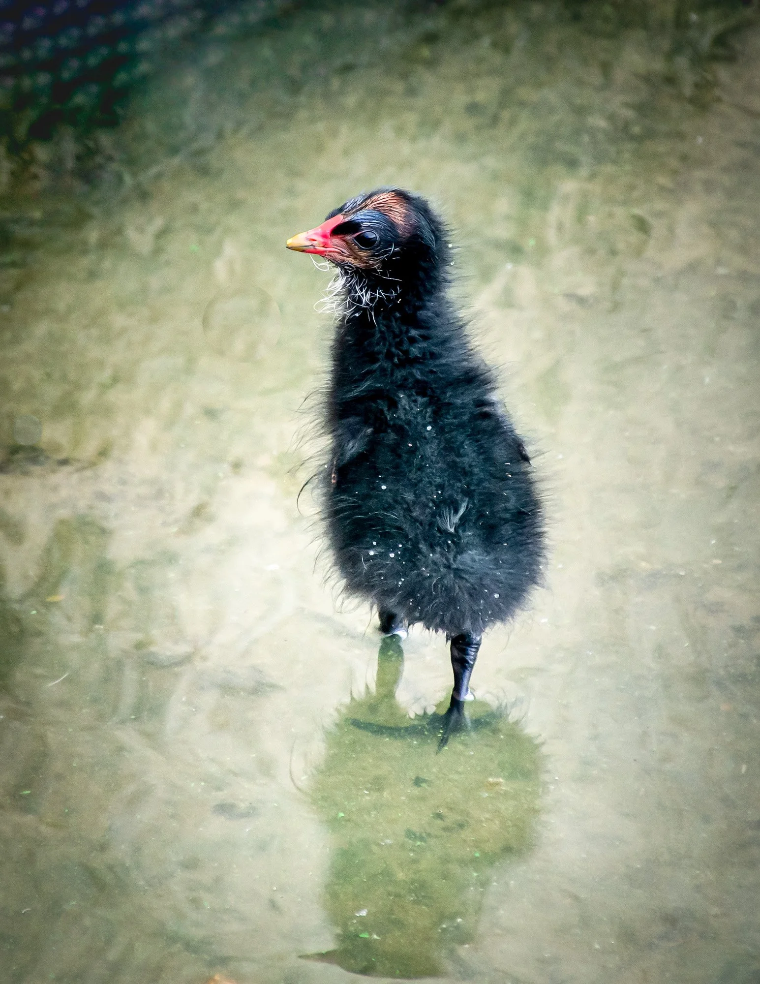 Moorhen Chick