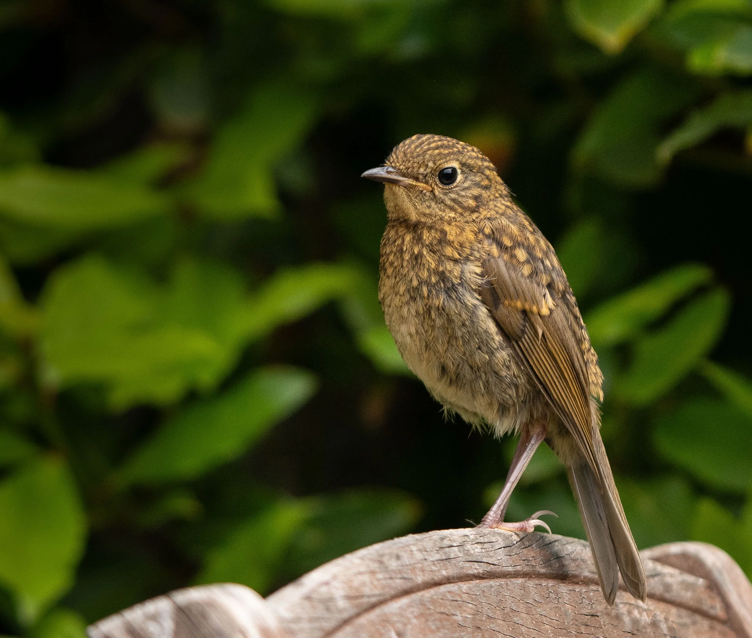 Young Robin