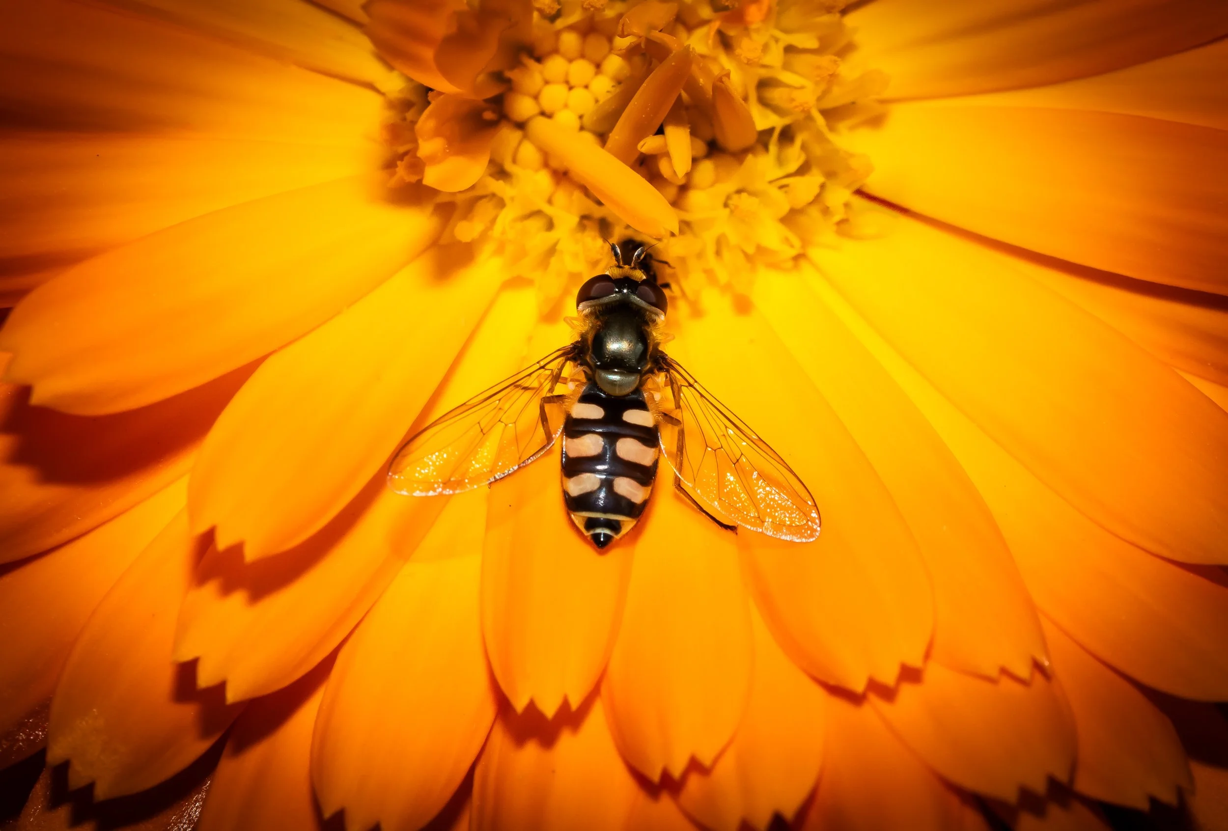 Hoverfly on Calendula