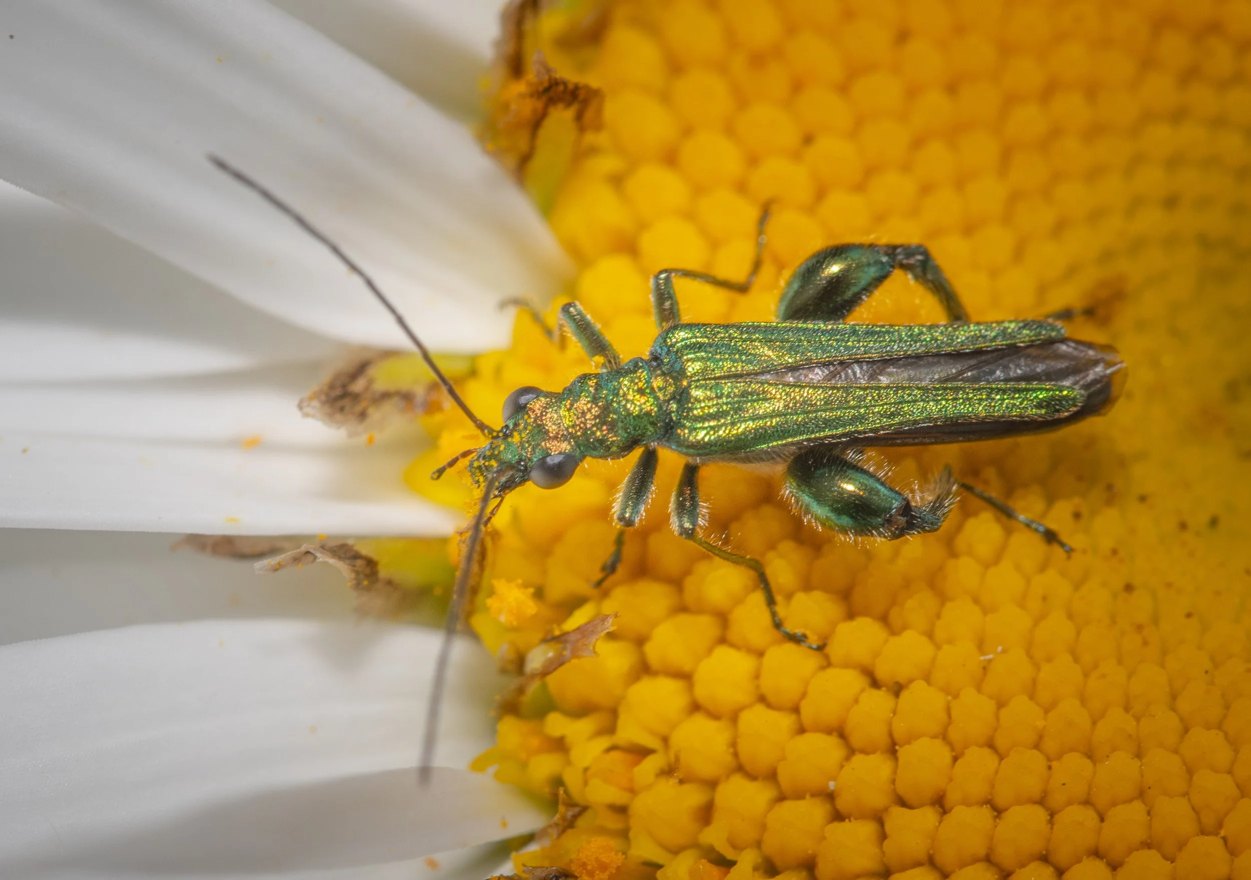 Thick Legged Flower beetle