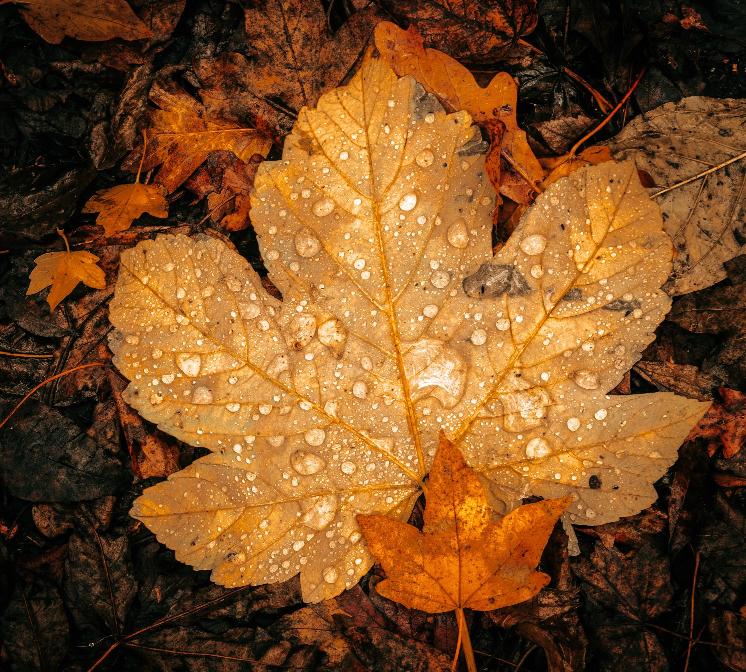 Leaf Fall