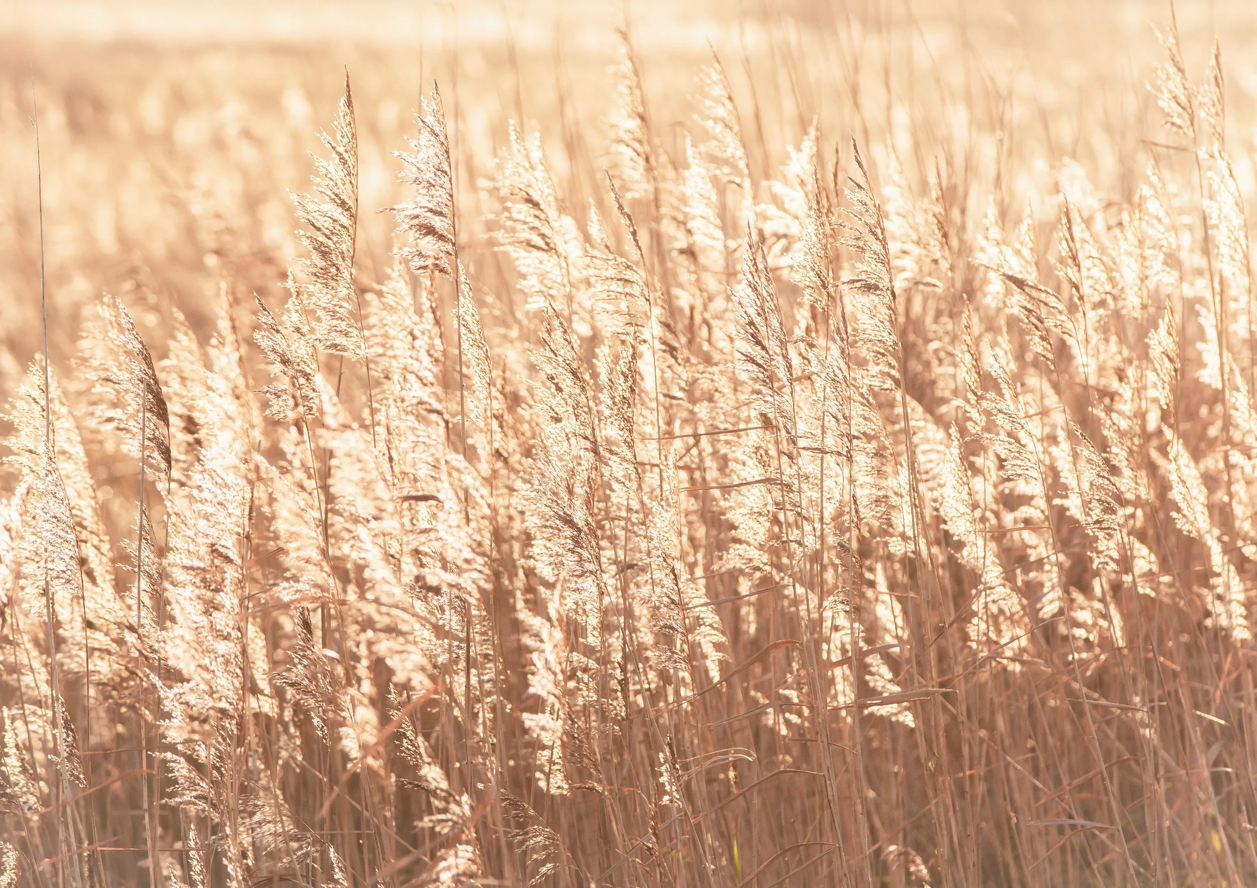 Reeds at Rimac