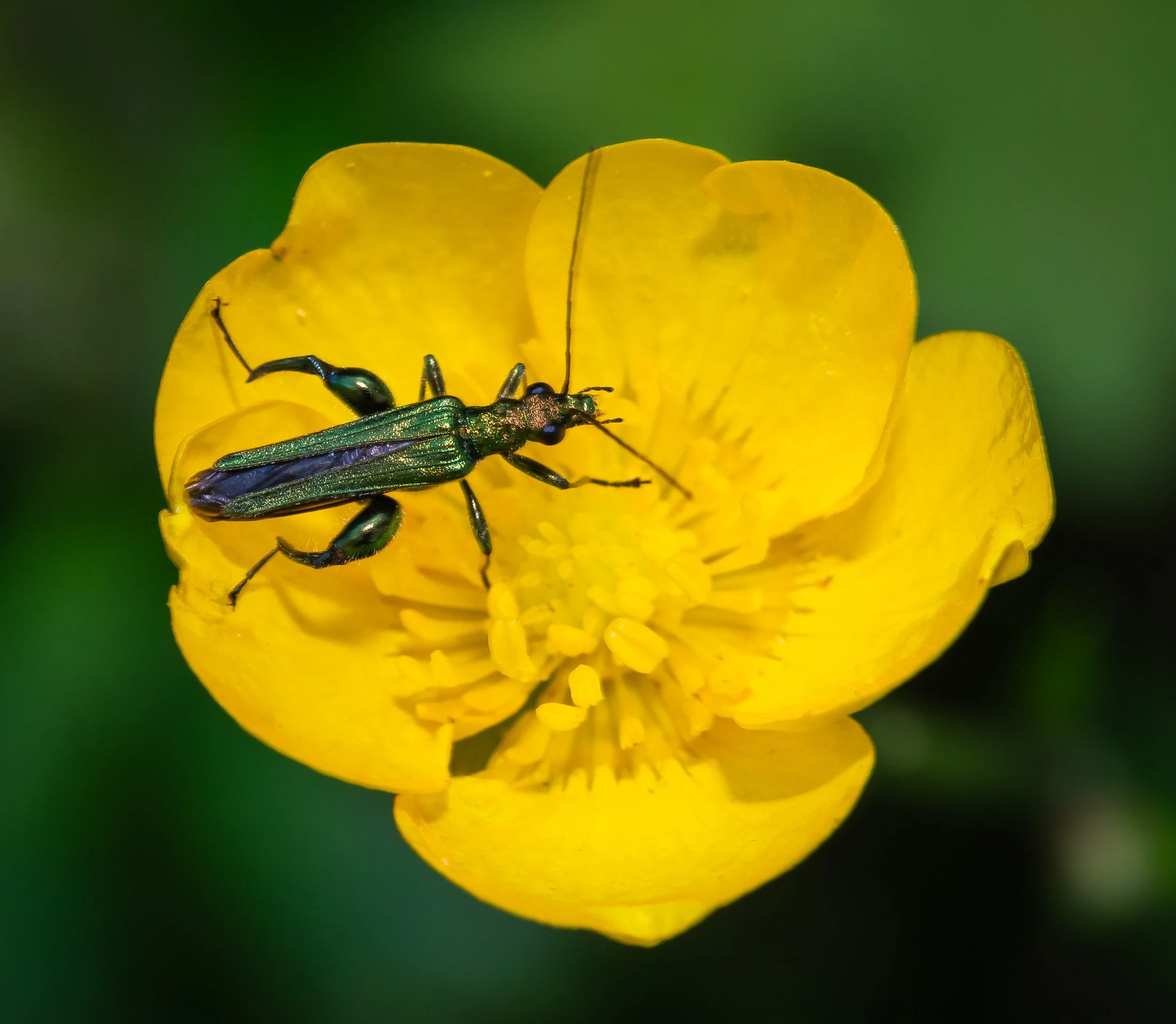 Thick Legged Flower Beetle