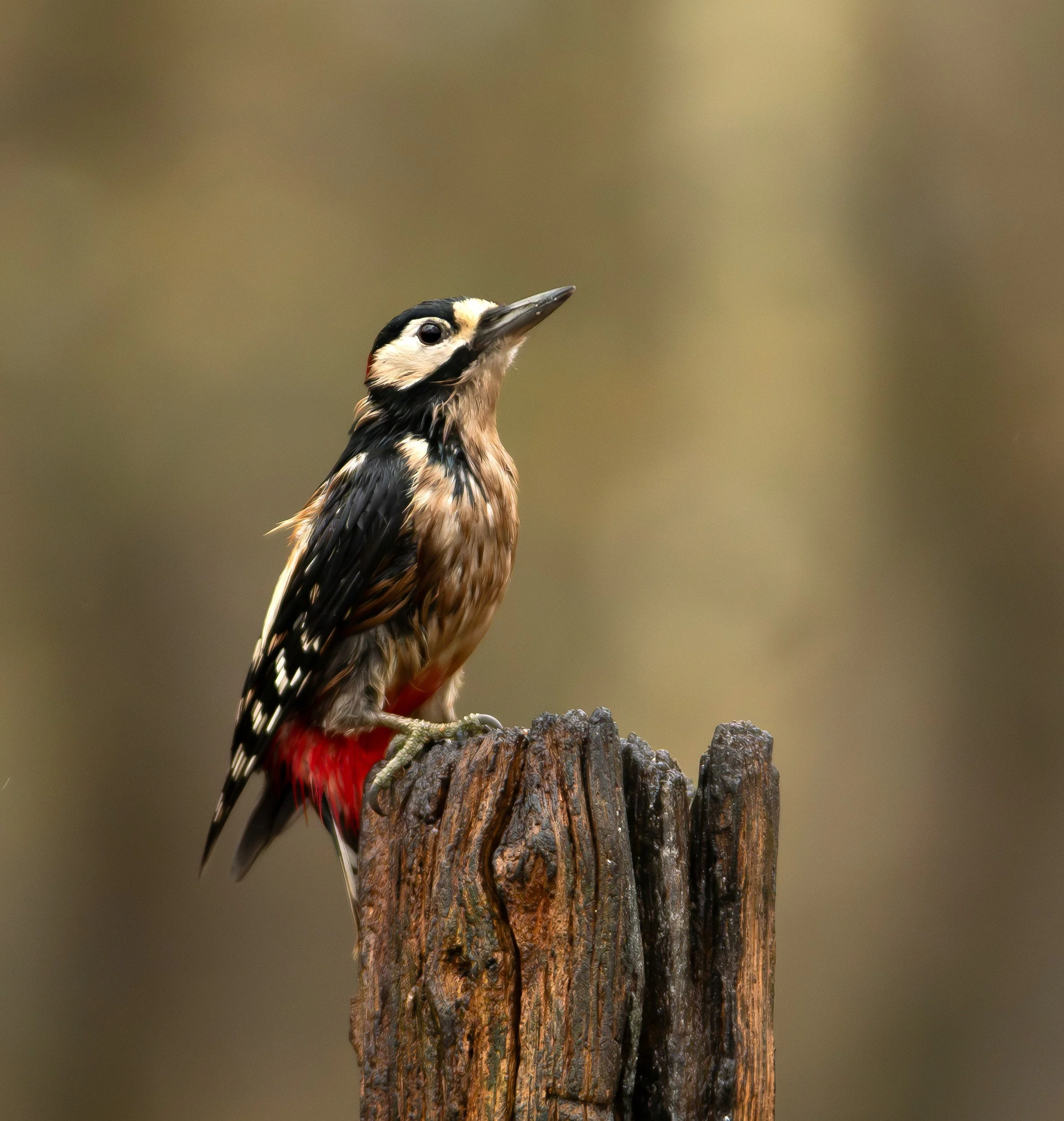 Greater Spotted Woodpecker in the rain