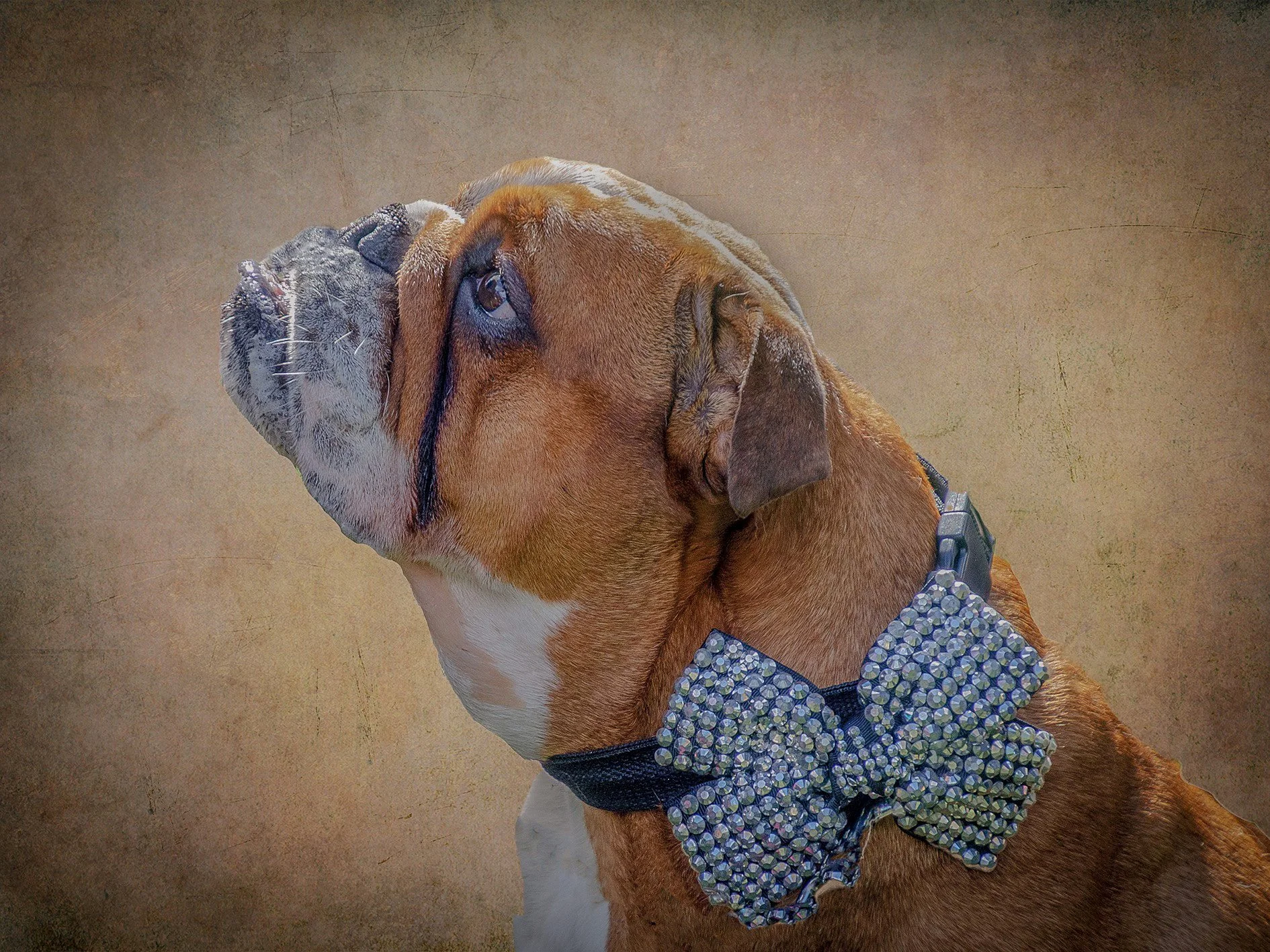 Boxer