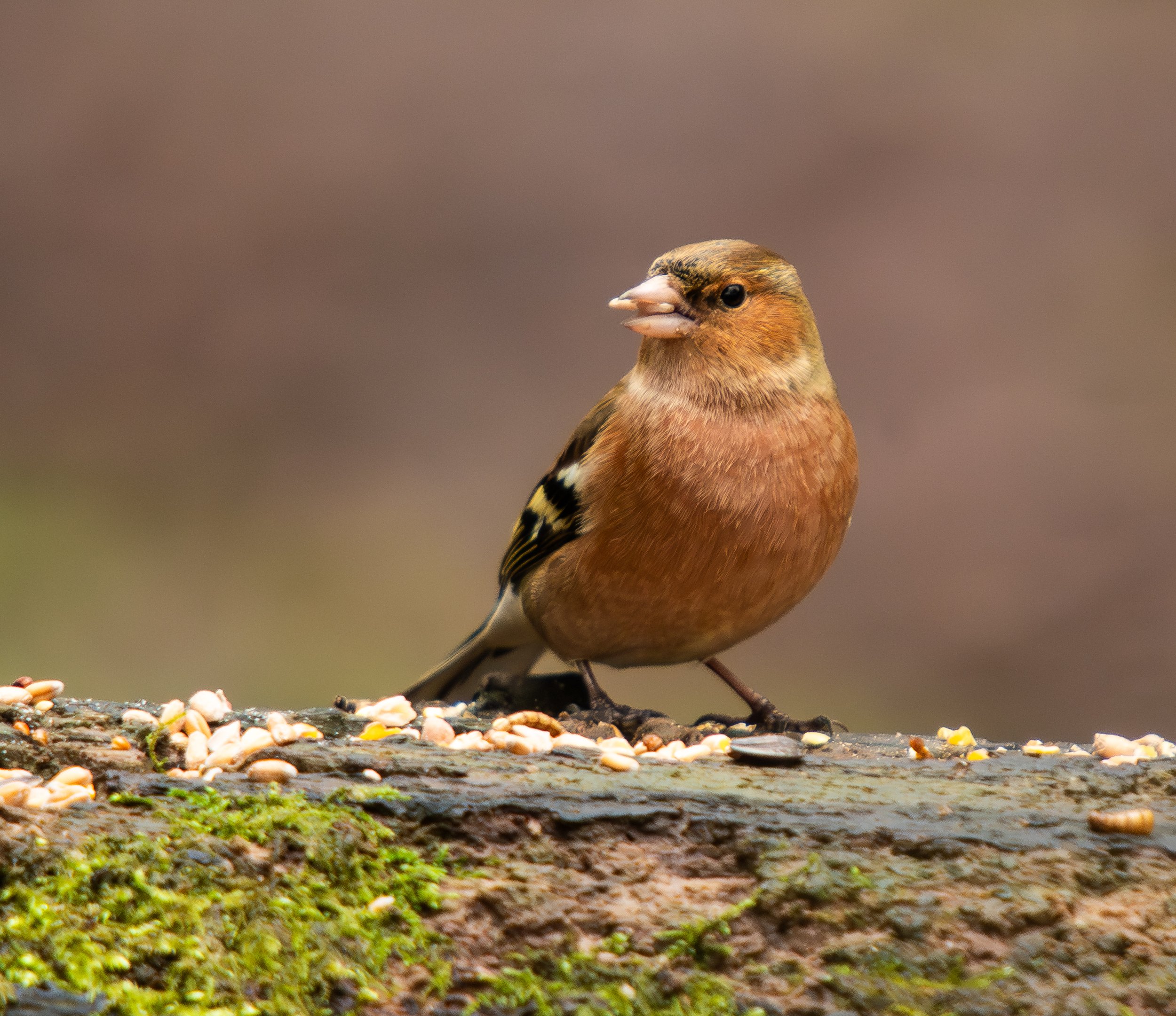 Chaffinch