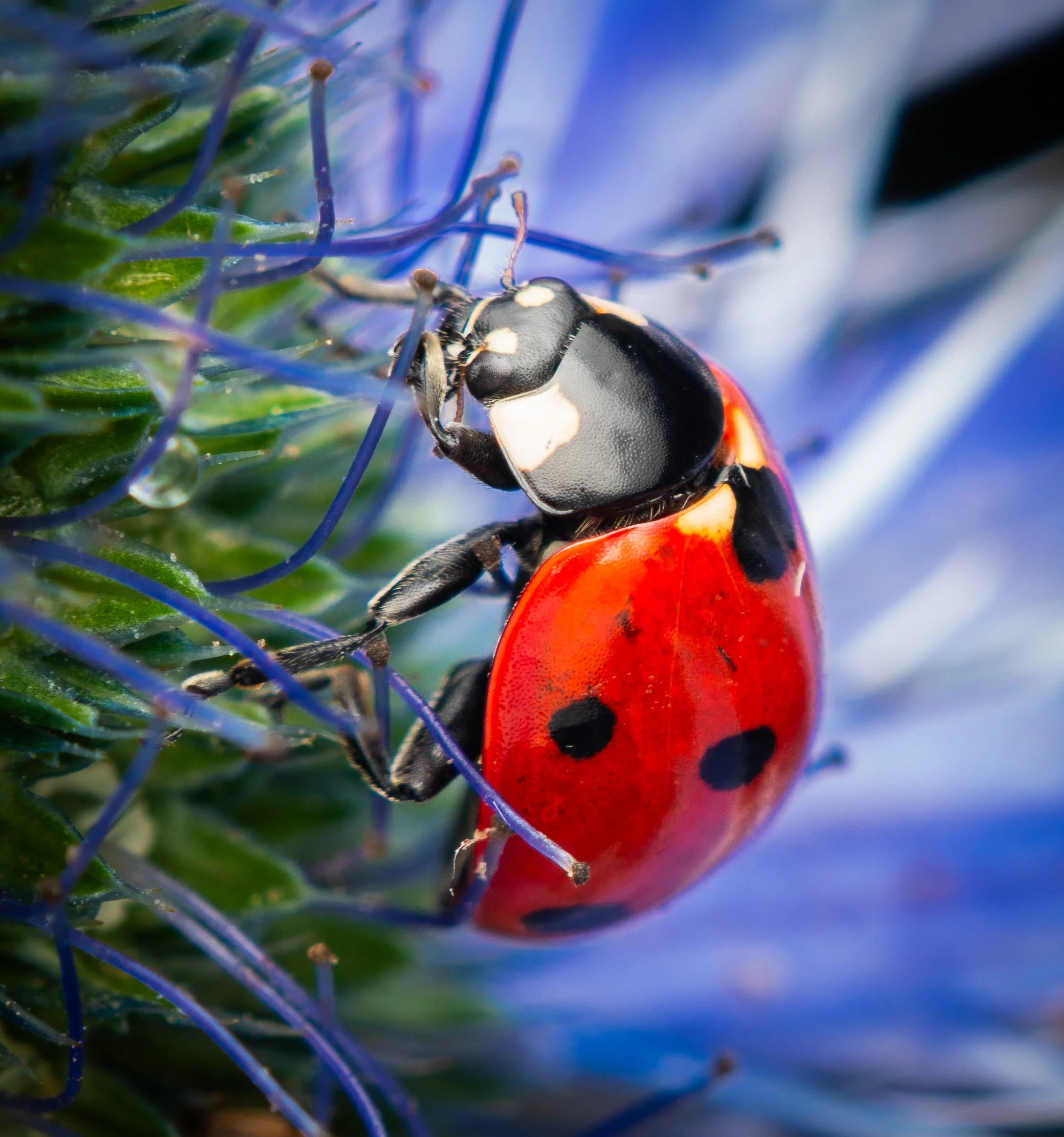 Ladybird