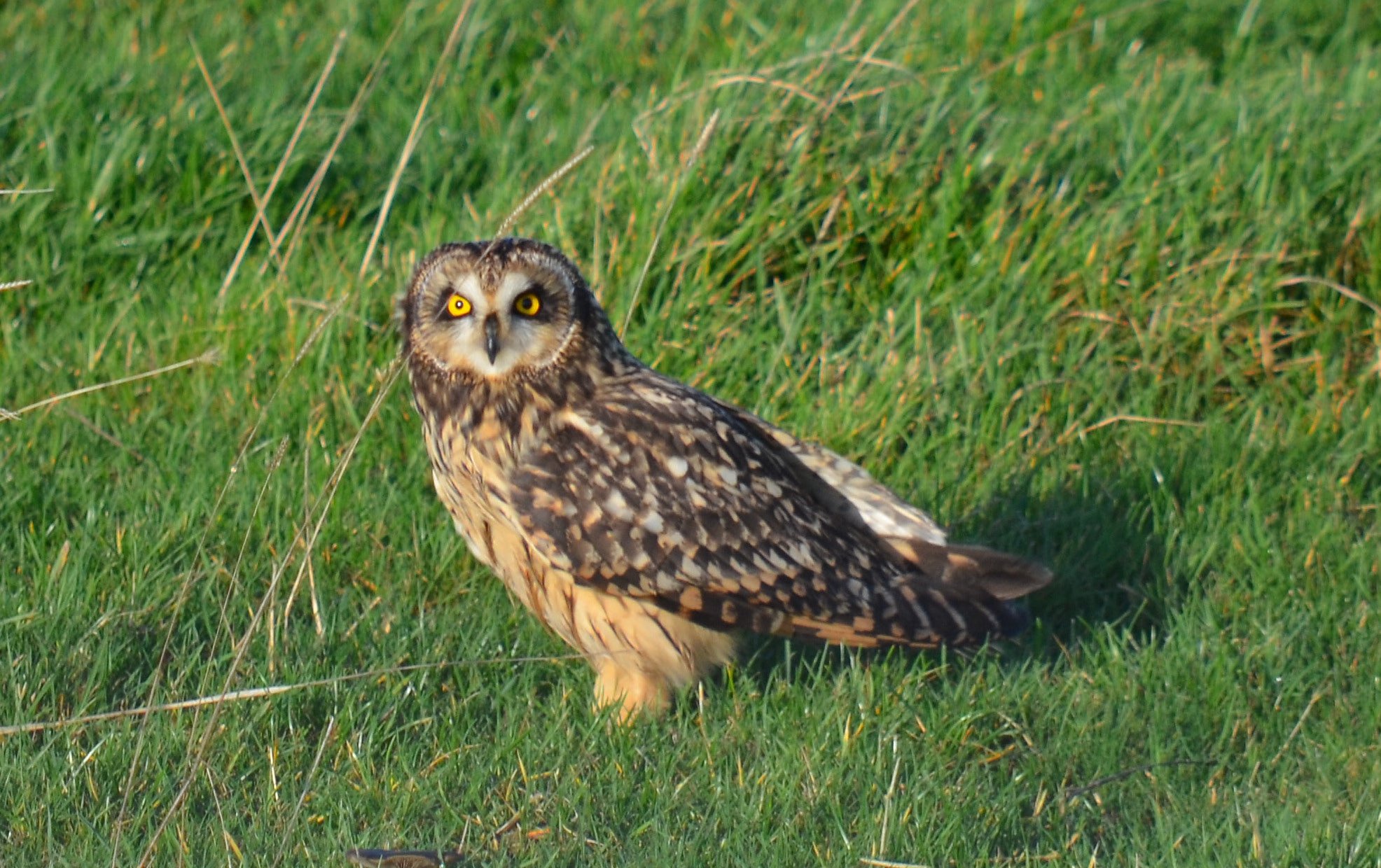 Short eared owl
