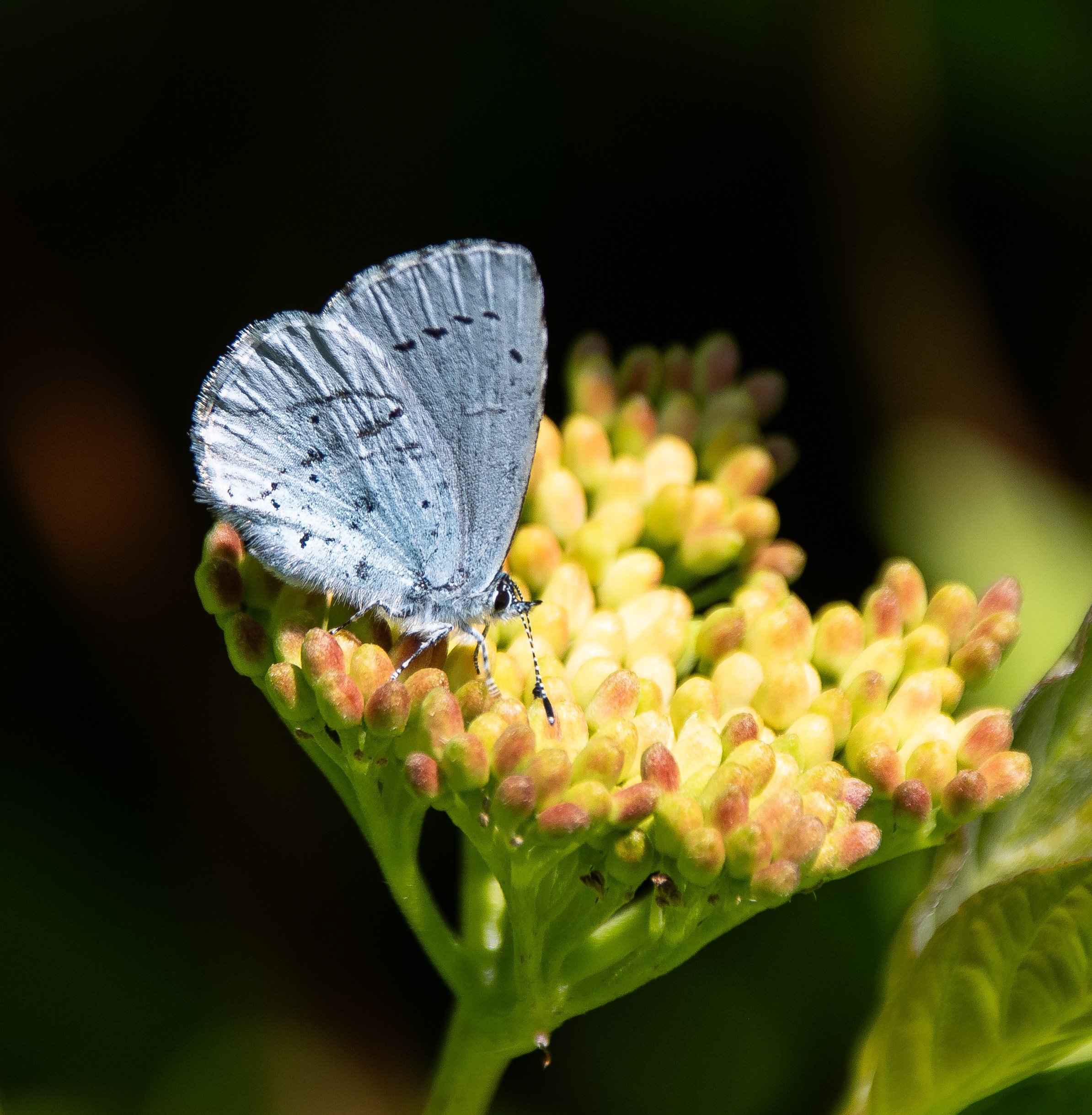 Holly Blue