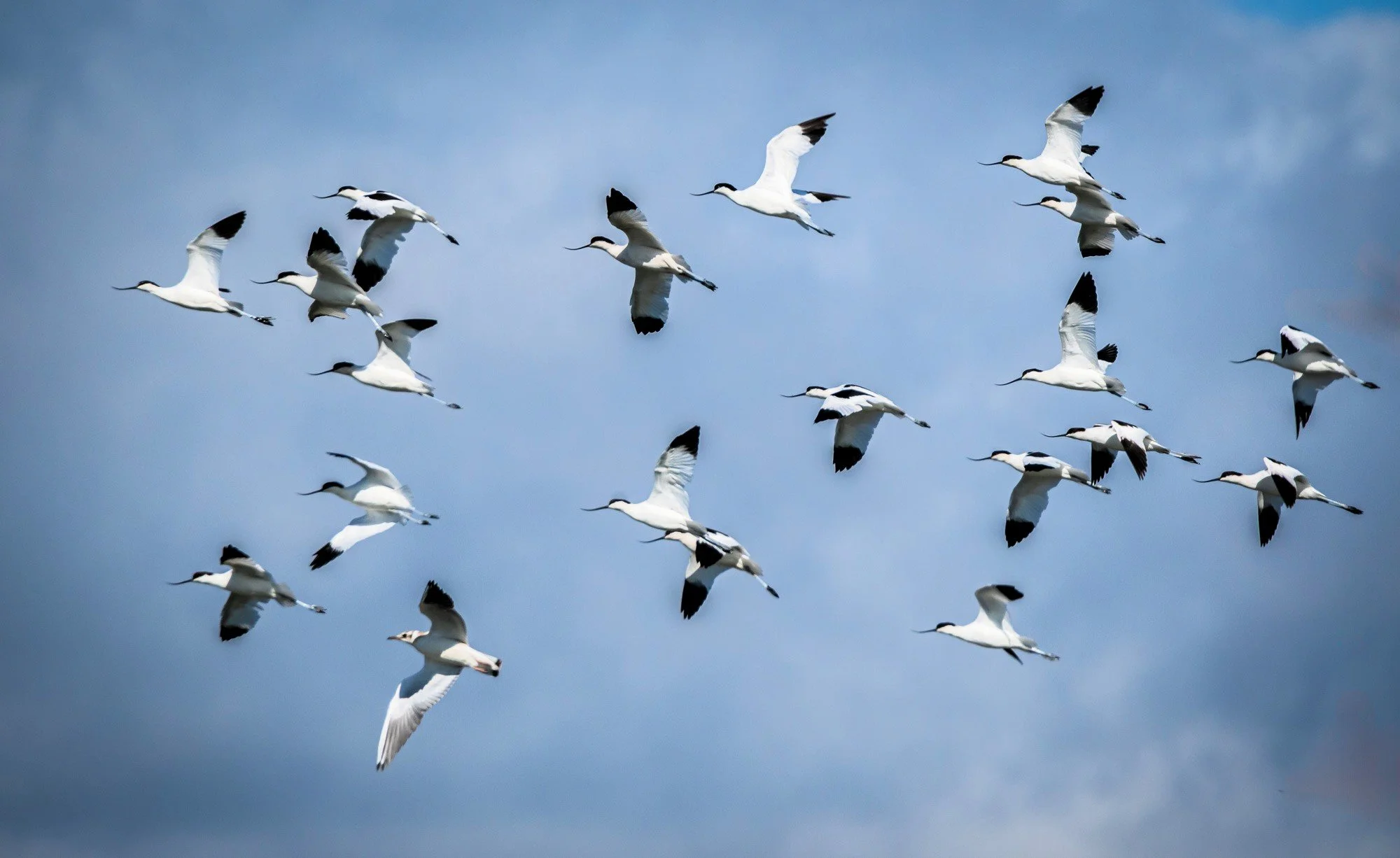 Avocets (and a gull!)