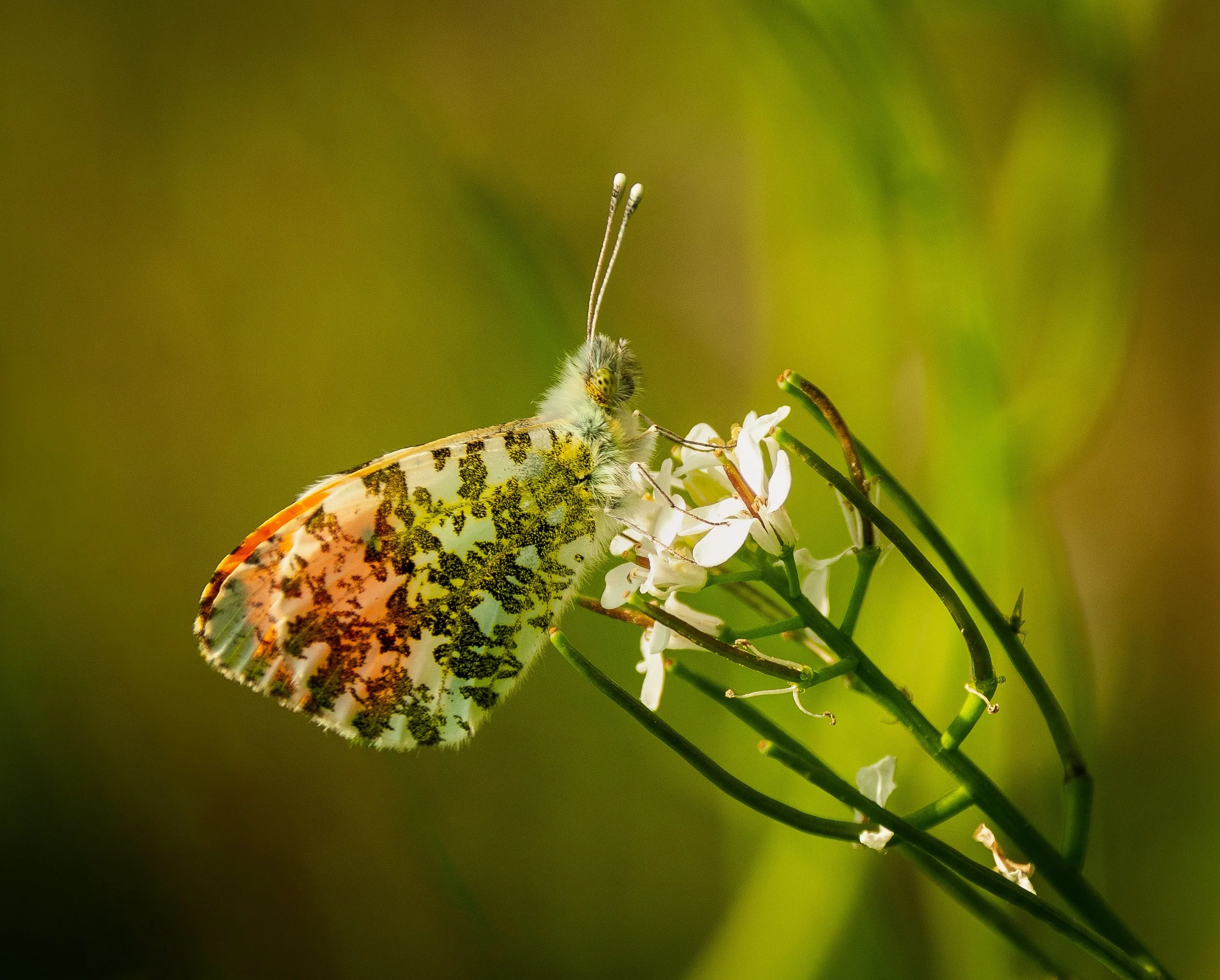 Orange Tip