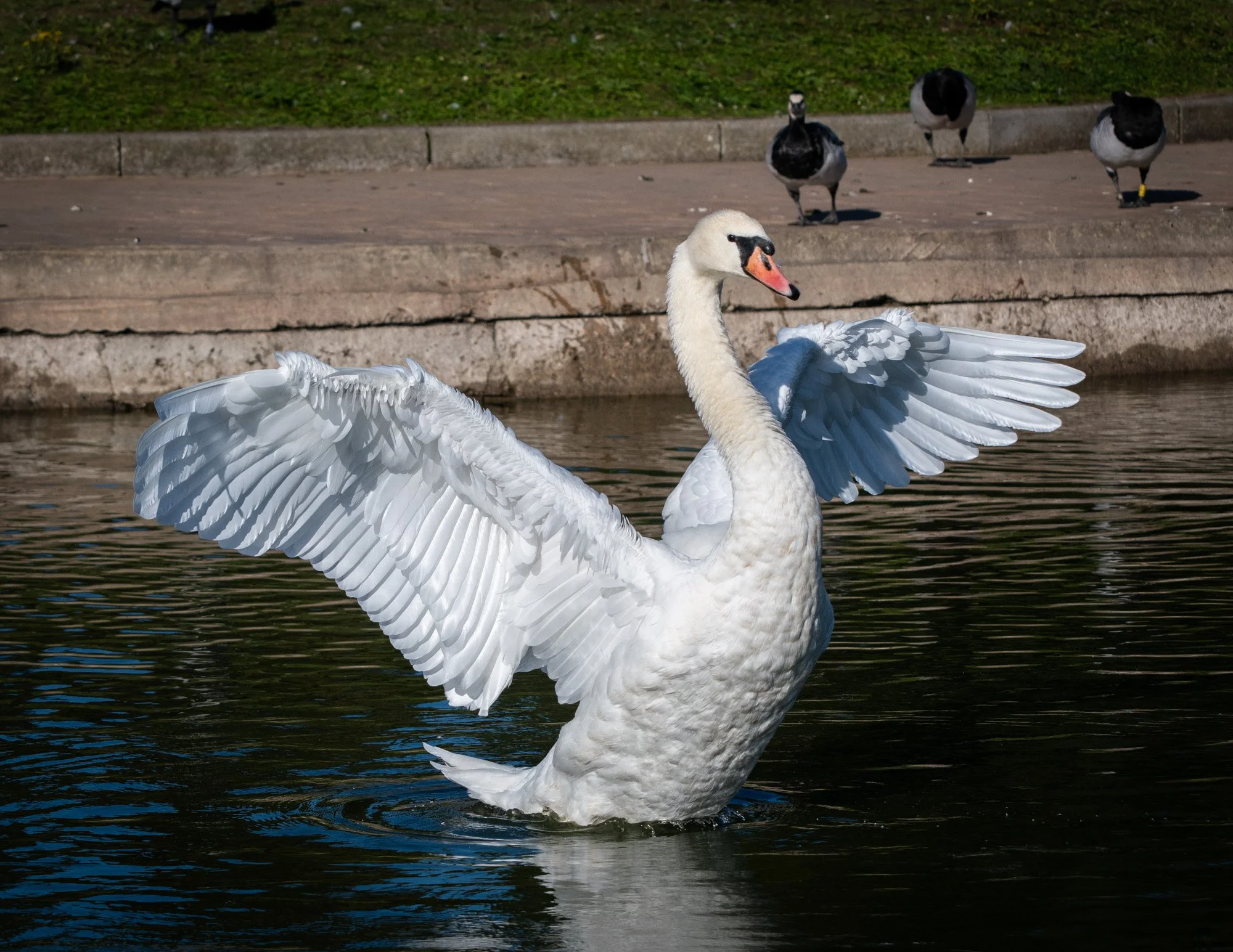 Swan
