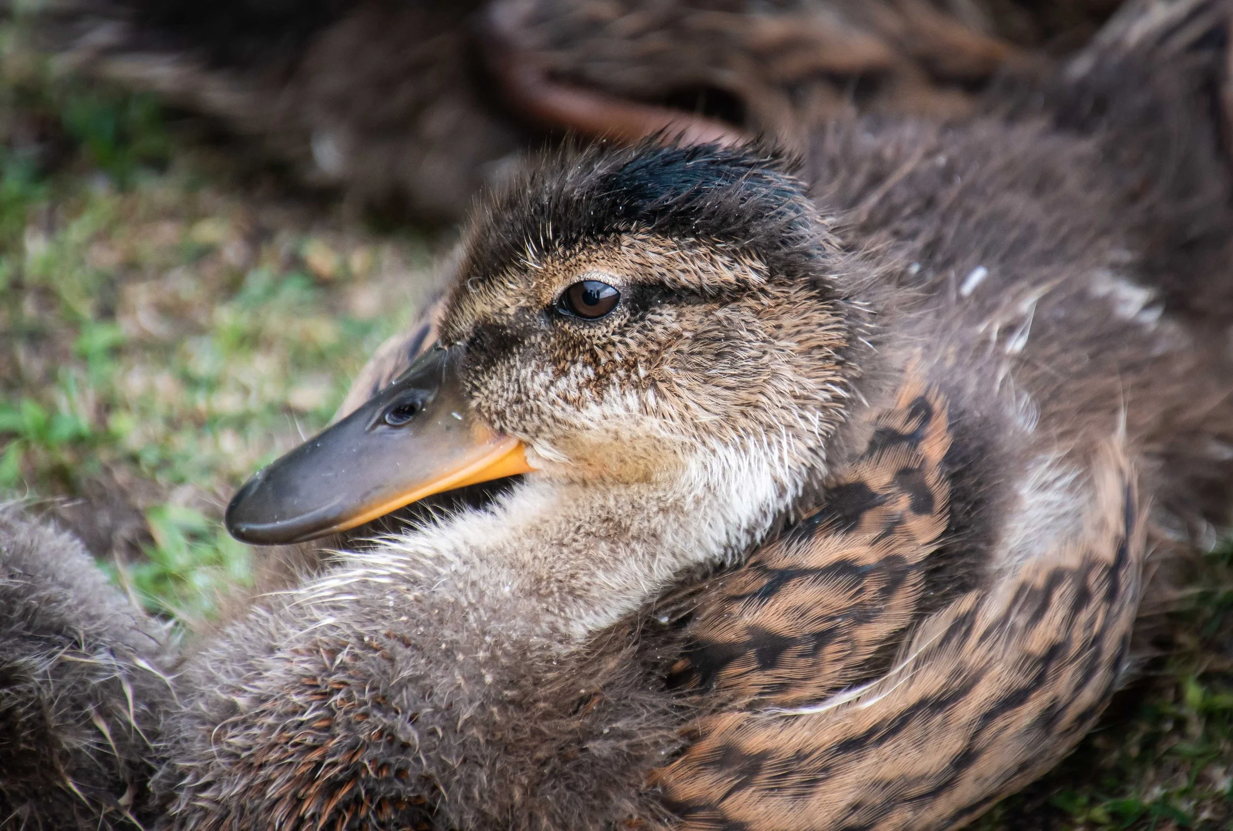 Mallard duckling