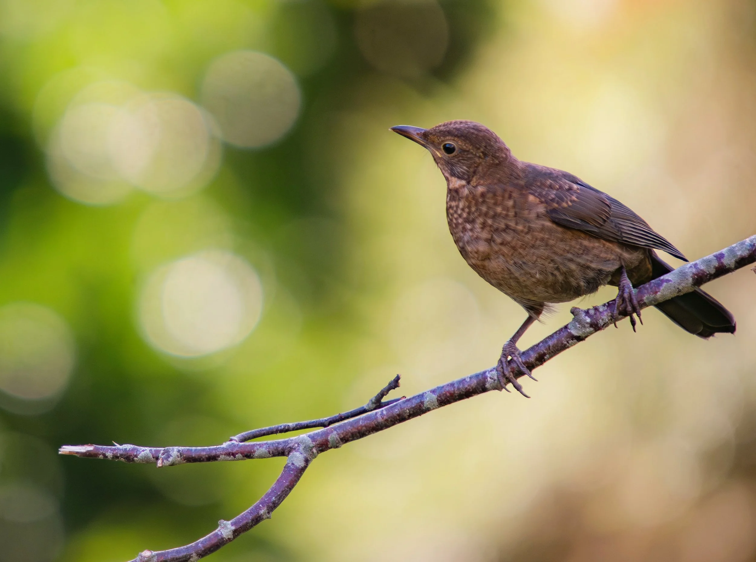 Blackbird