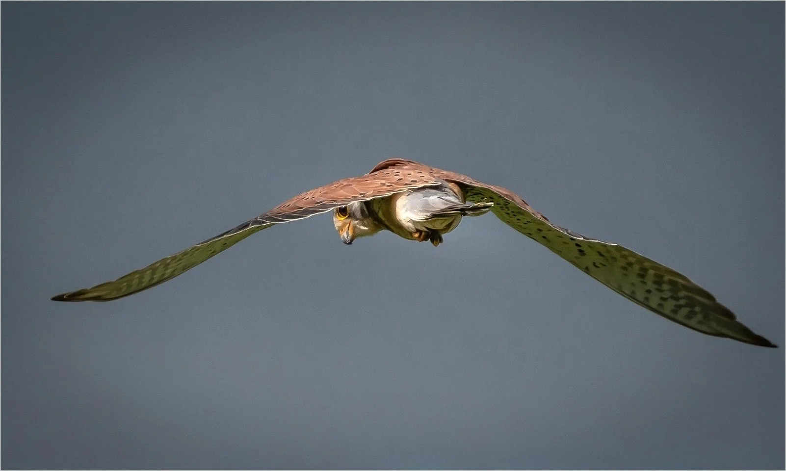 Kestrel