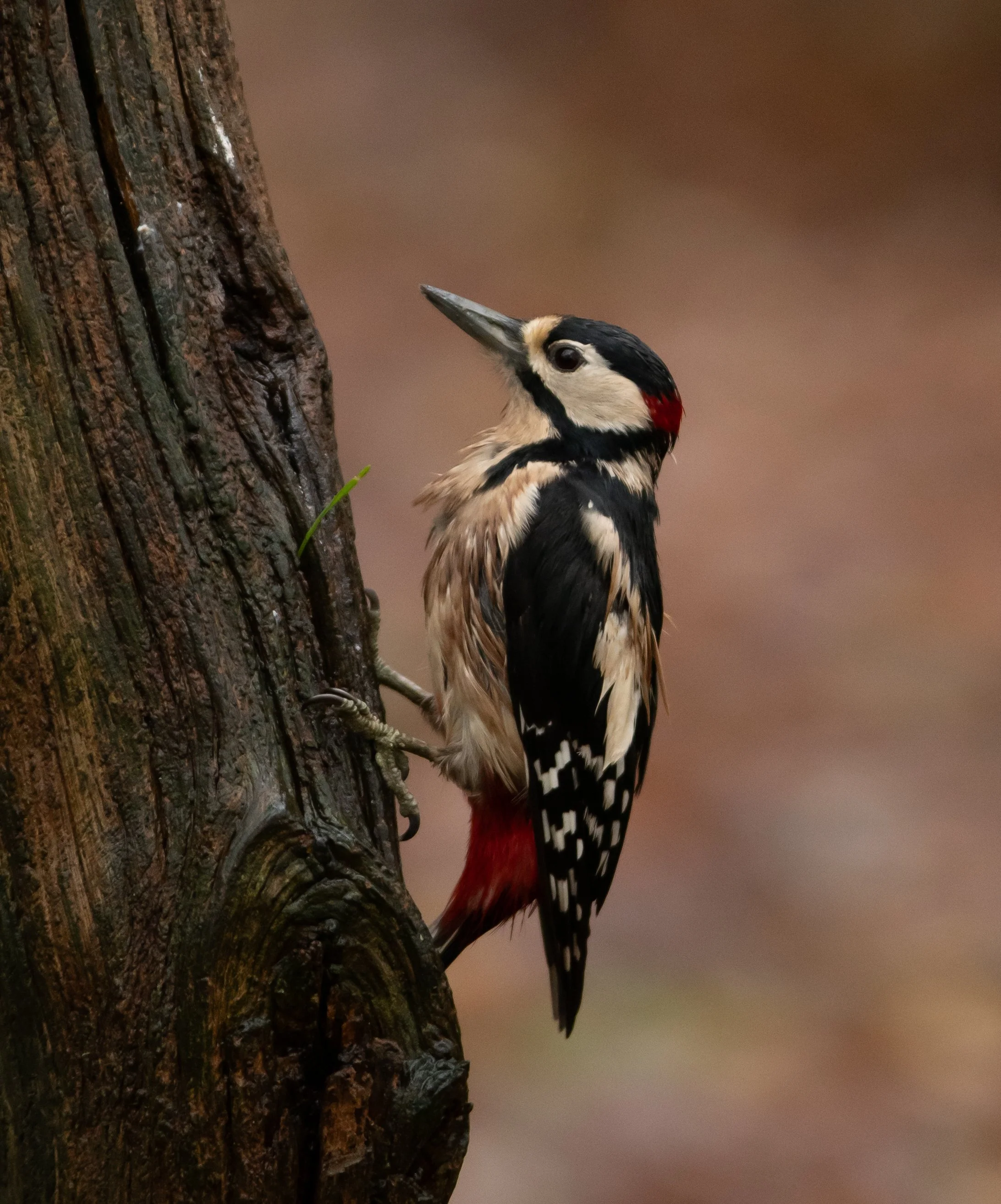 Greater spotted woodpecker
