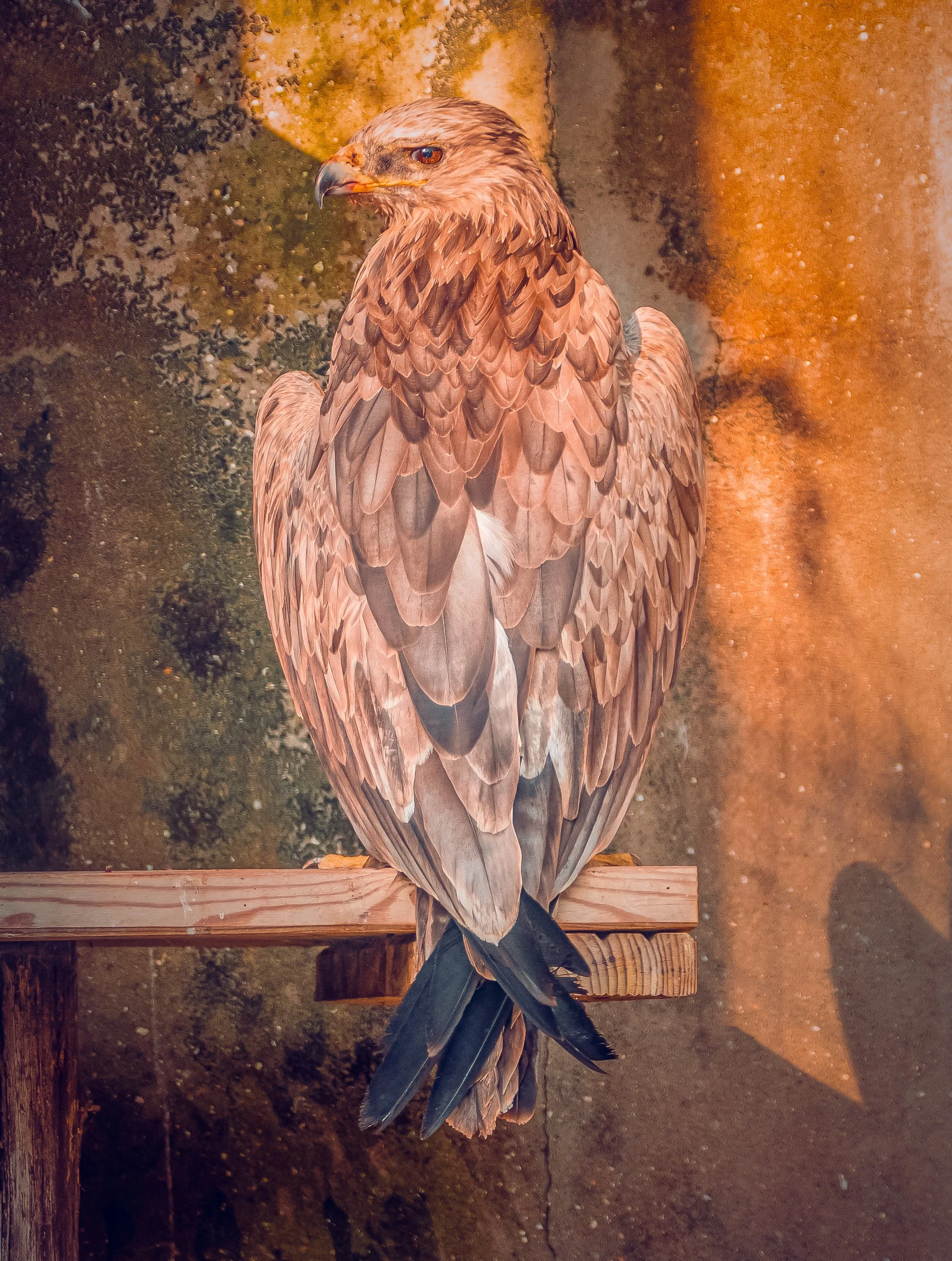 DSC_8272-Edit.jpg