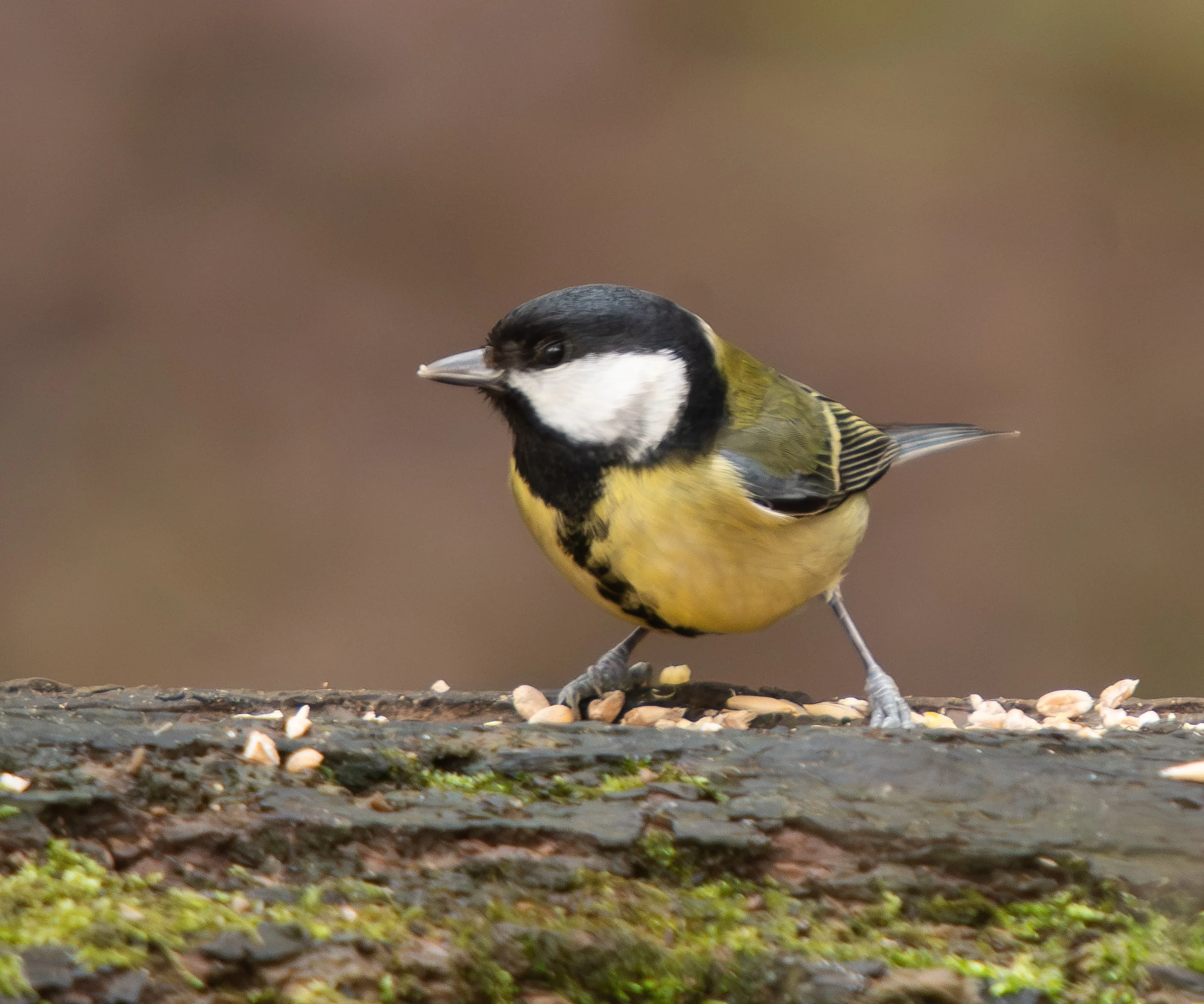 Great Tit