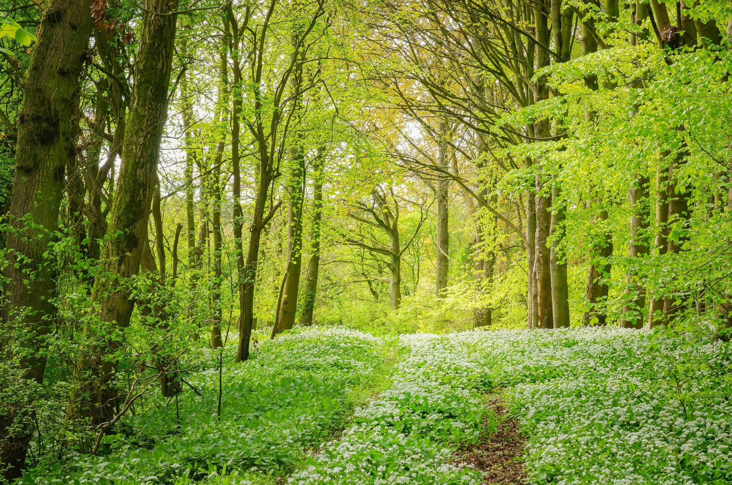 Spring woods near Little Cawthorpe