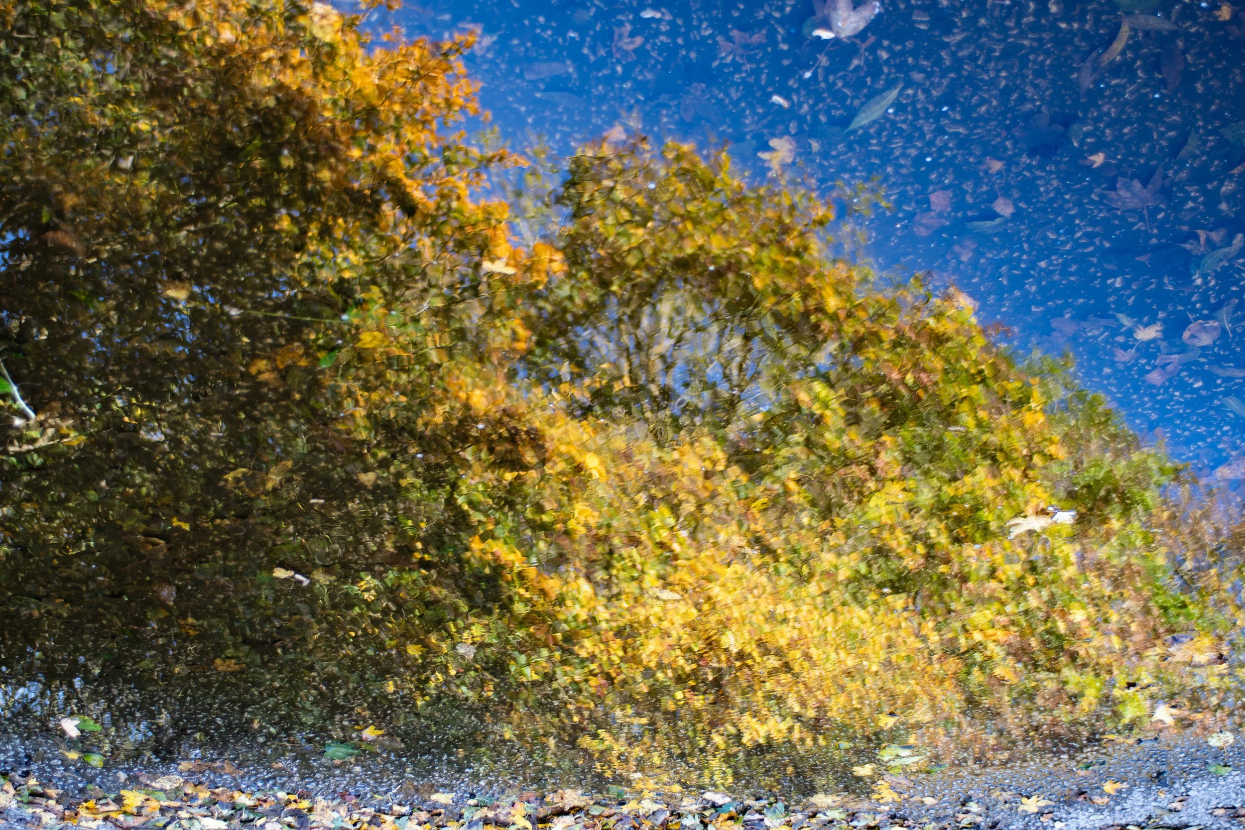 Reflections in a puddle