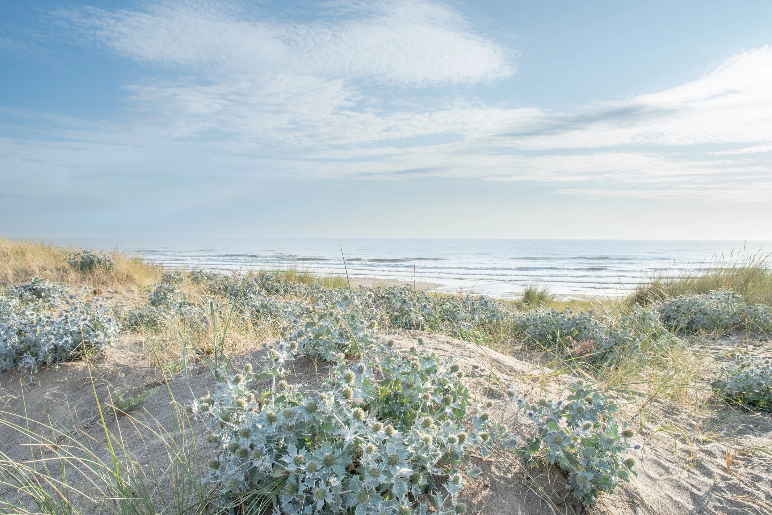 Sea Holly  at Sandilands Beach