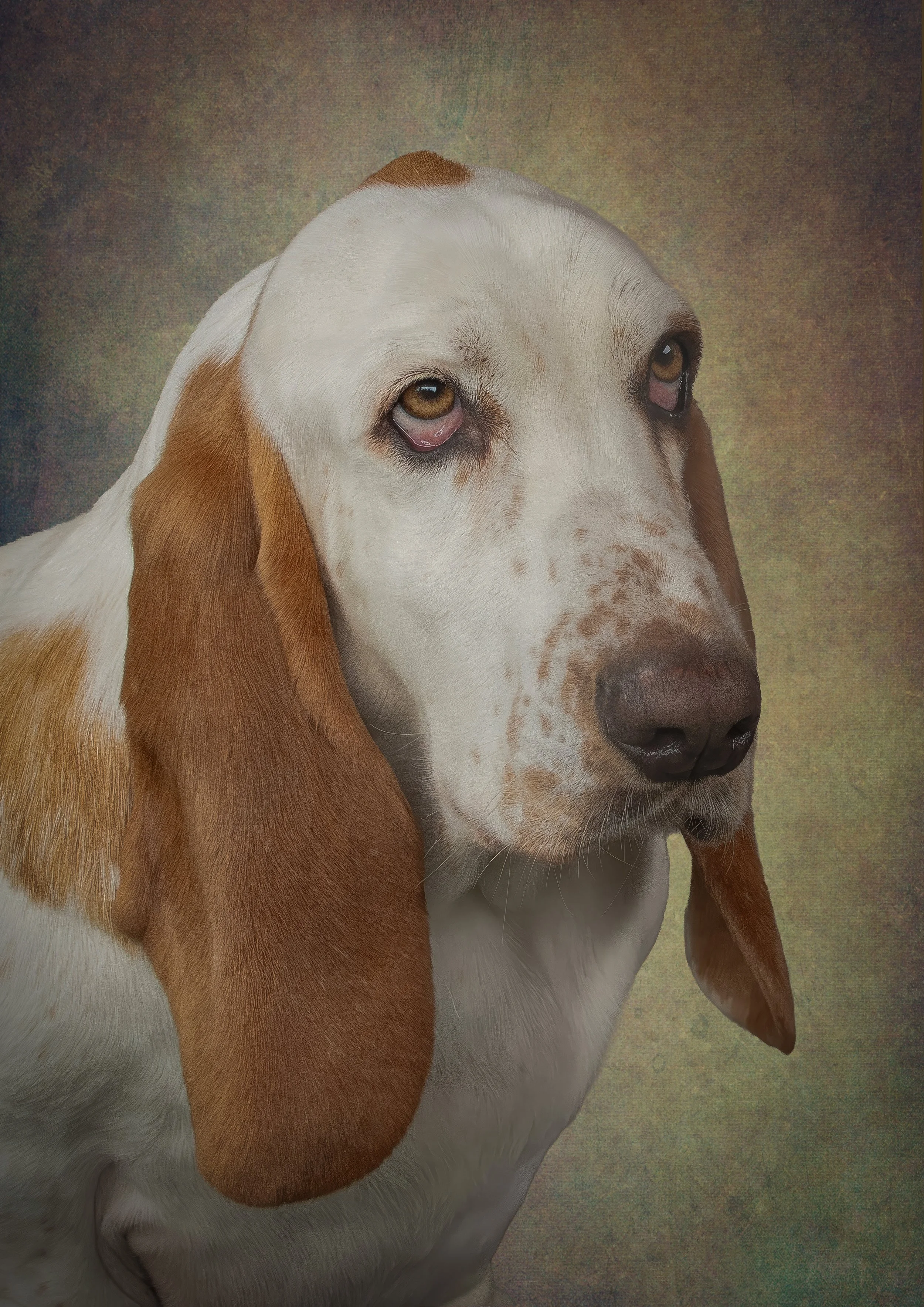 Close-up image of a dog with white and brown fur, brown eyes, and long floppy ears, set against a textured yellow-green background.