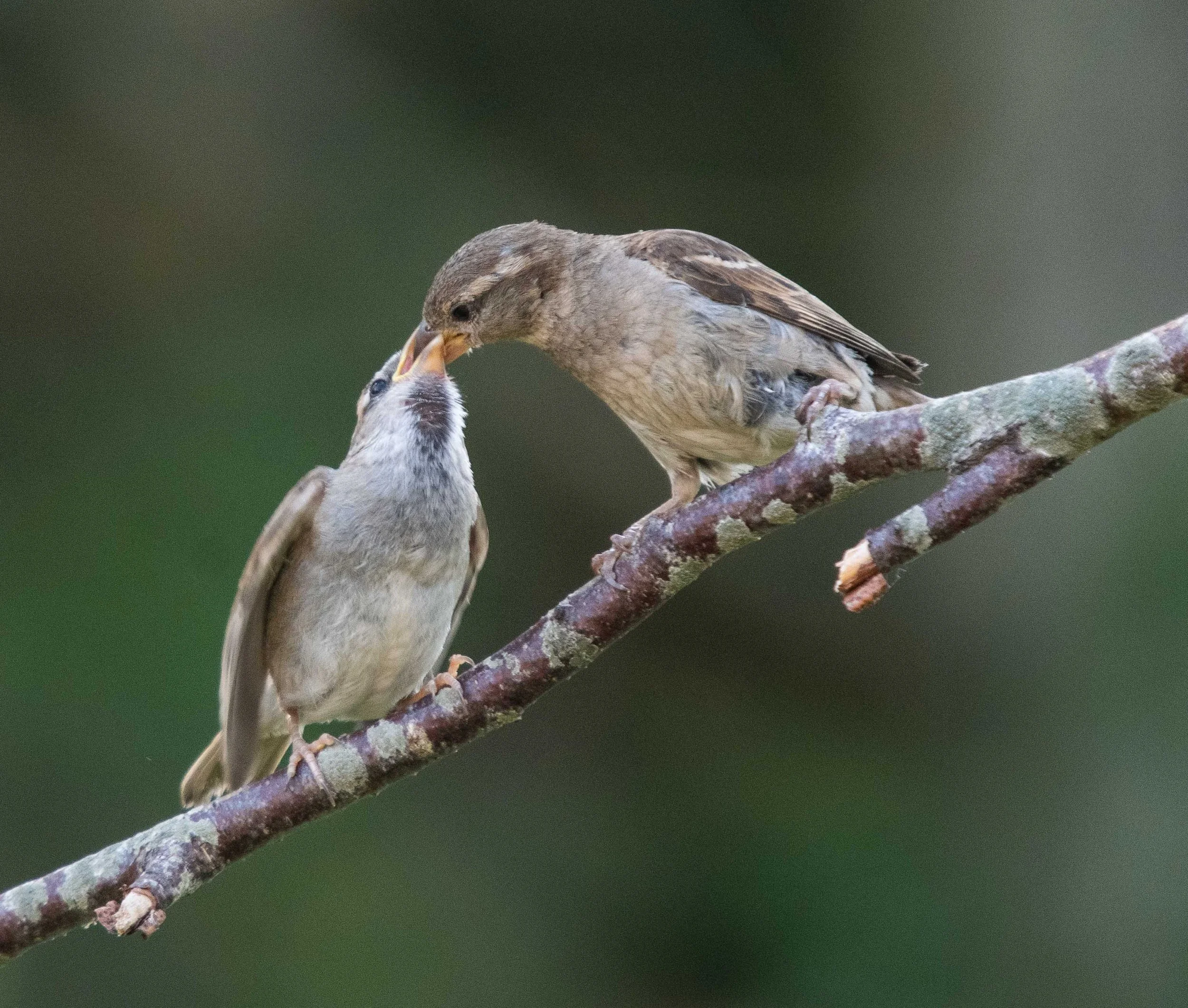 House sparrows