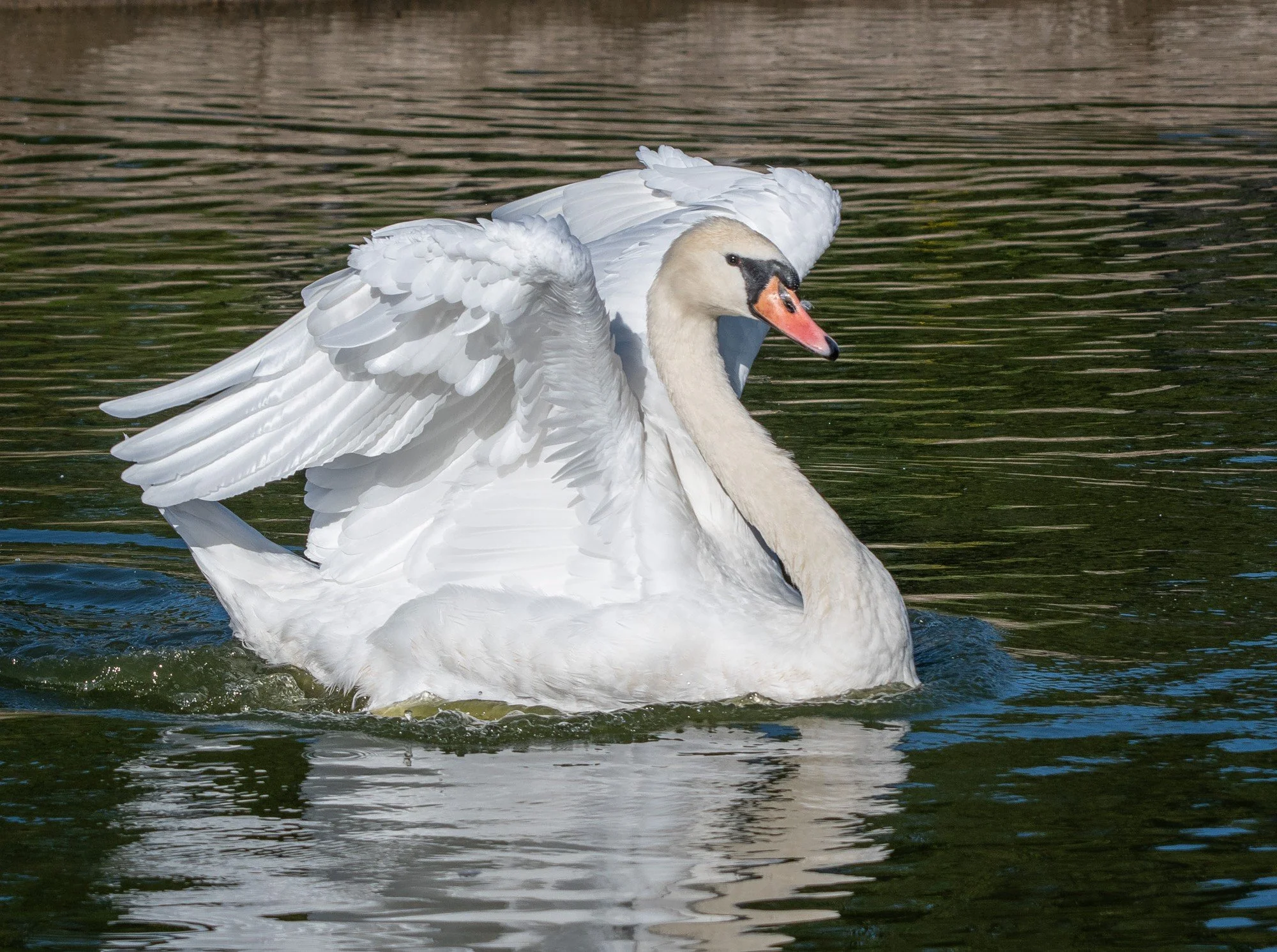 Swan