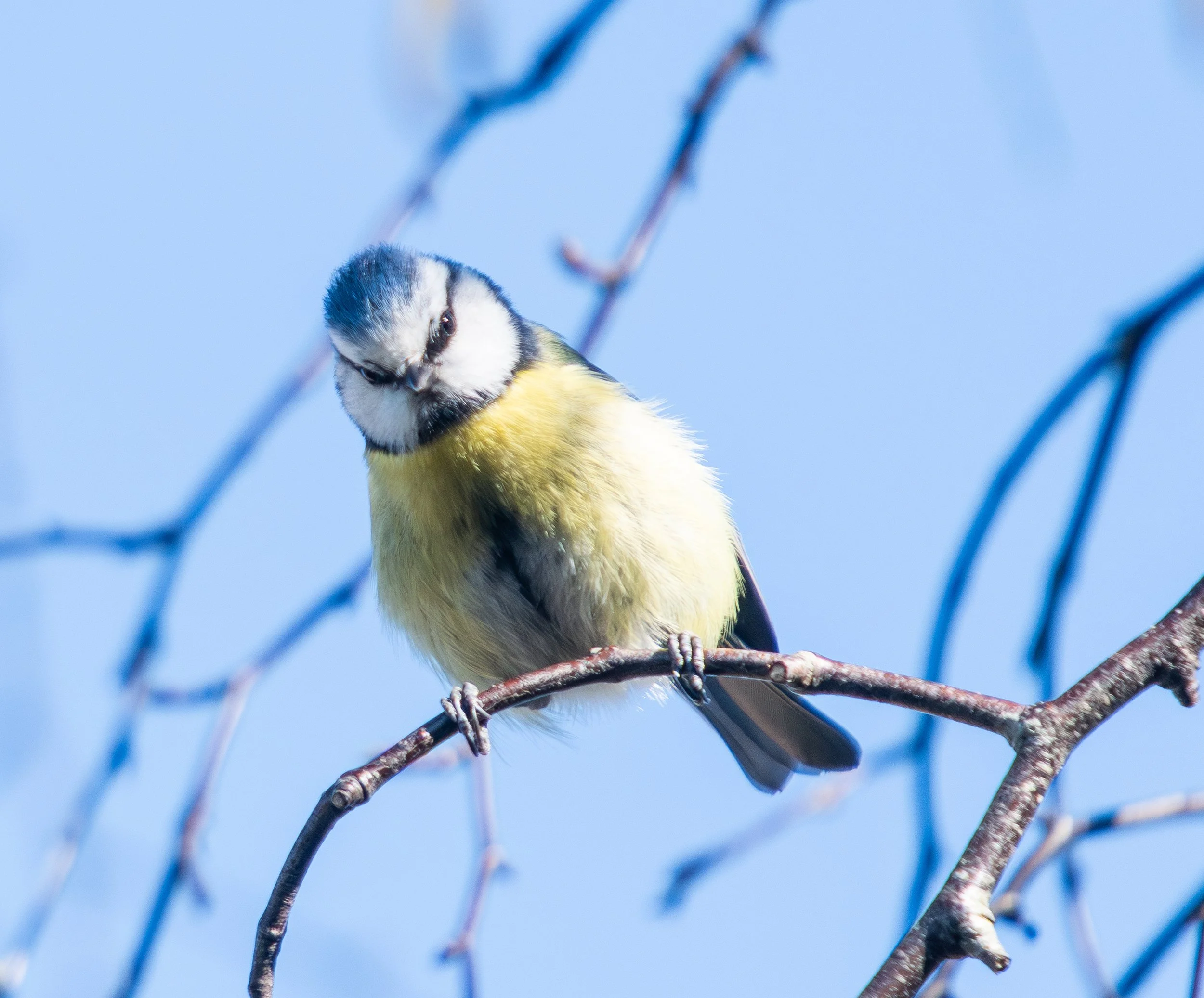 Blue Tit