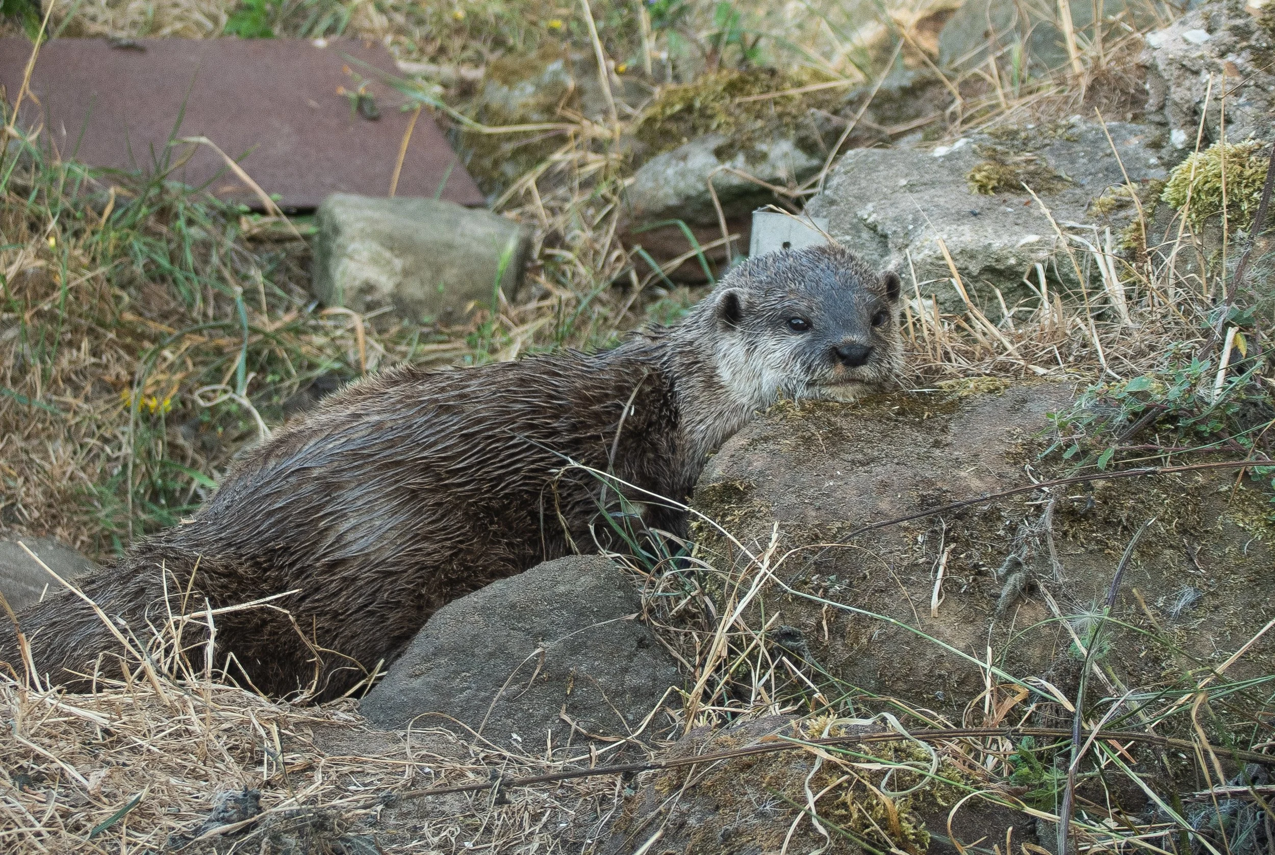 DSC_8331.jpg