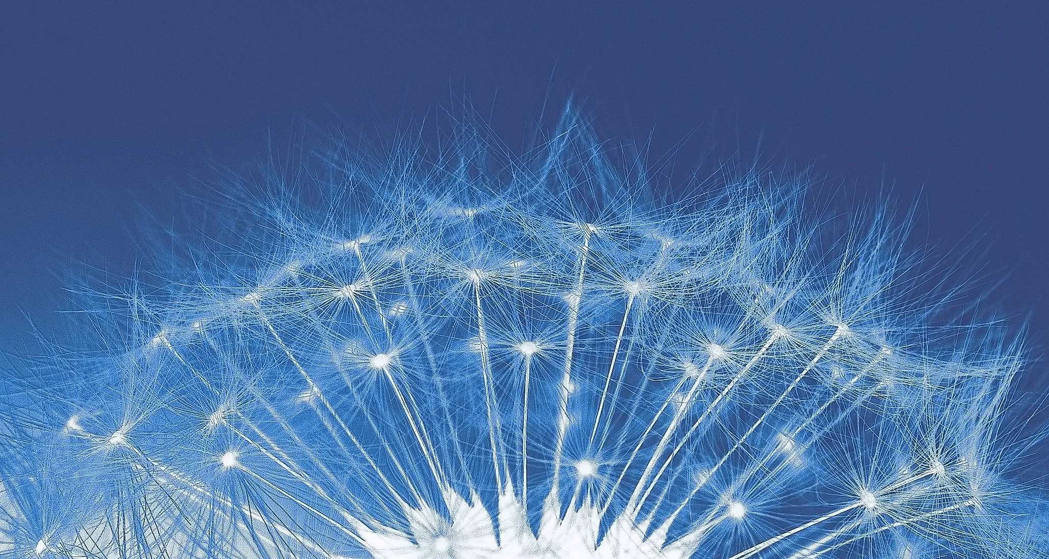 Dandelion Clock