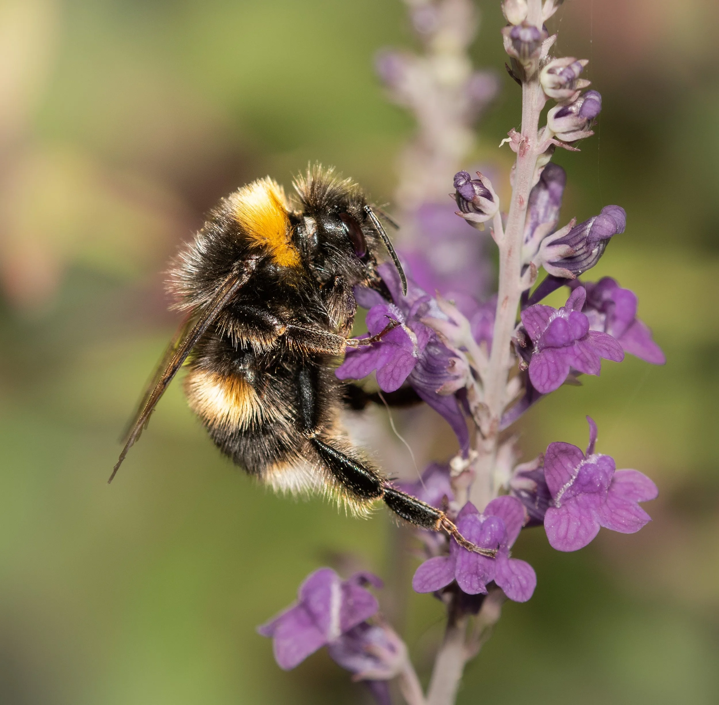 Buff Tailed Bumblebee
