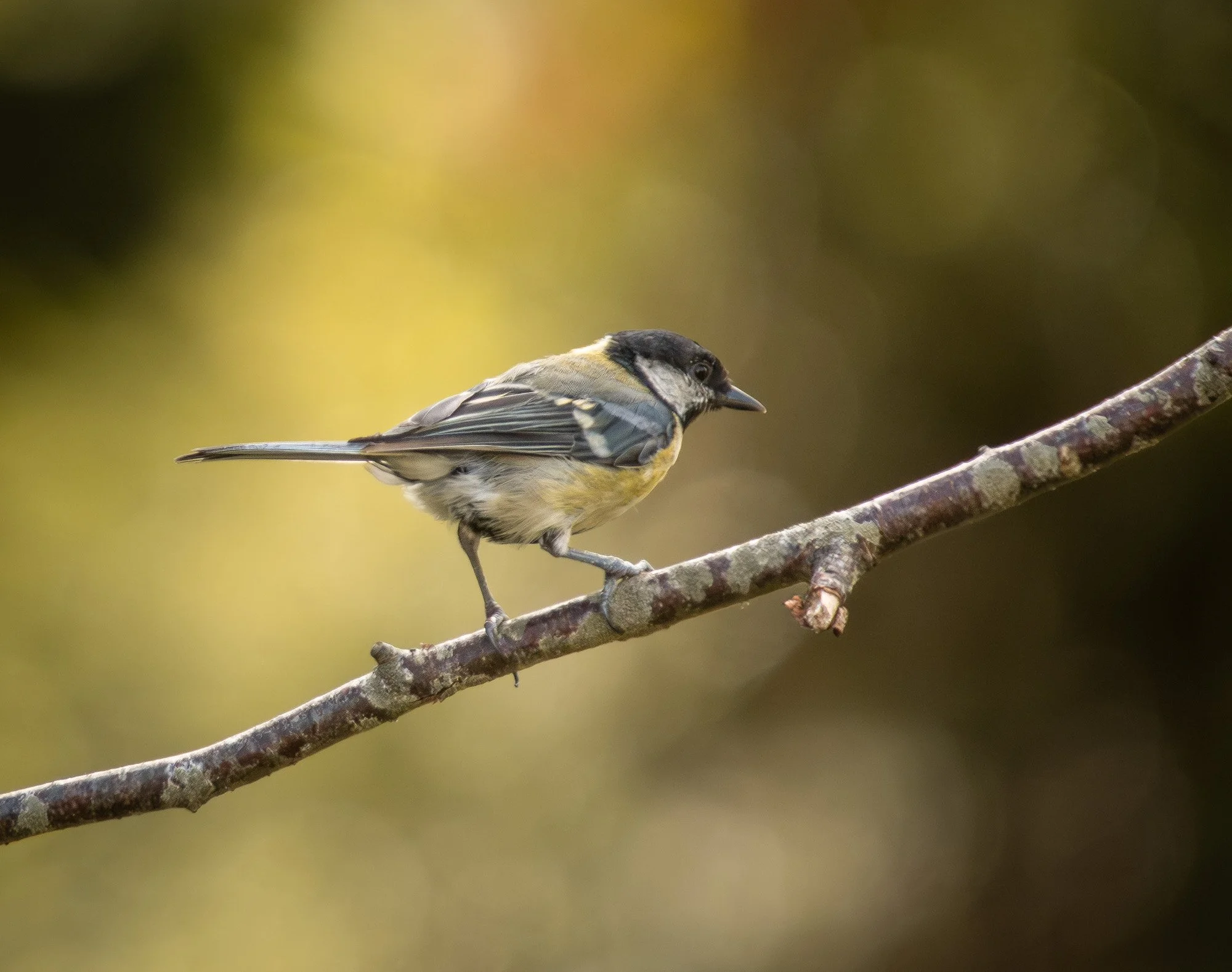 Great Tit
