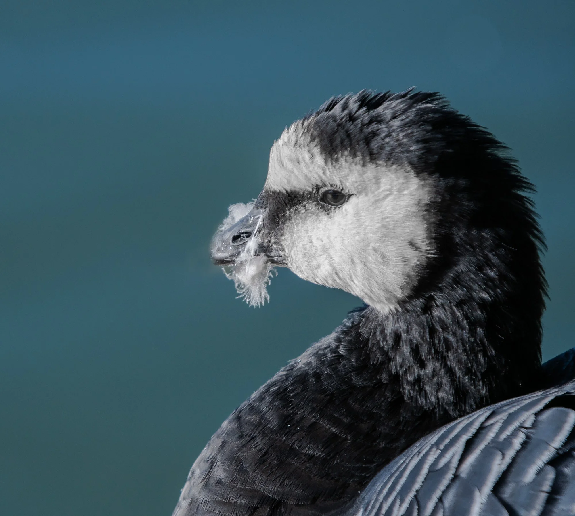 Barnacle Goose