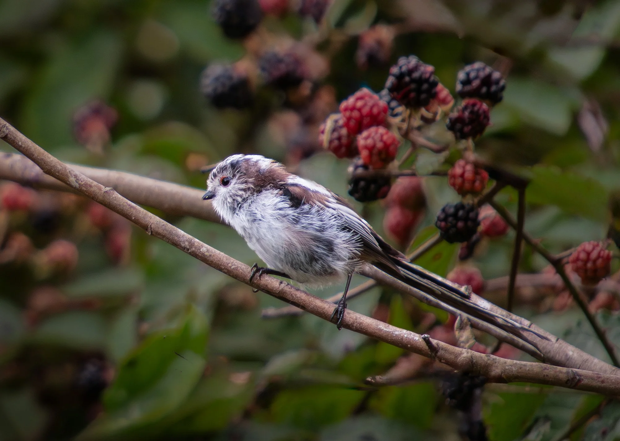 Long tailed tit