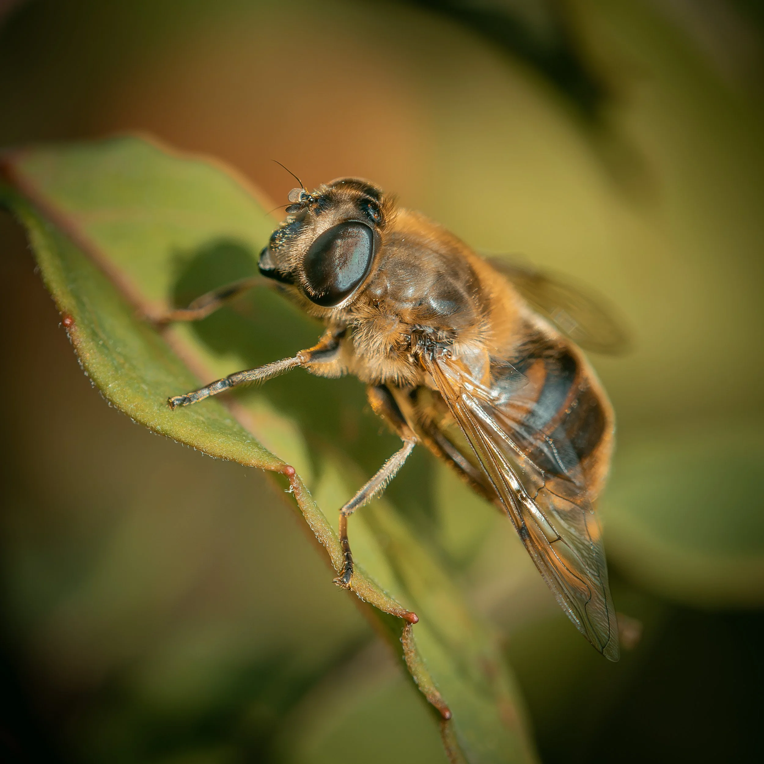 Common Drone Fly
