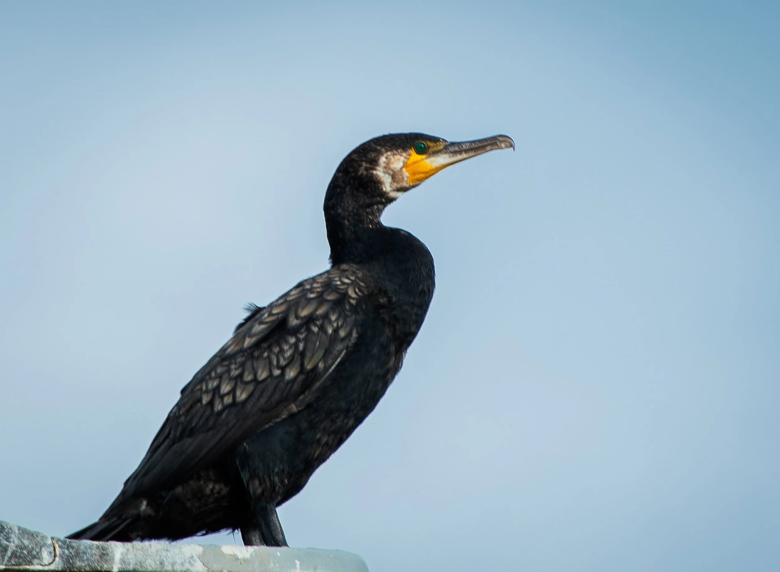 Cormorant