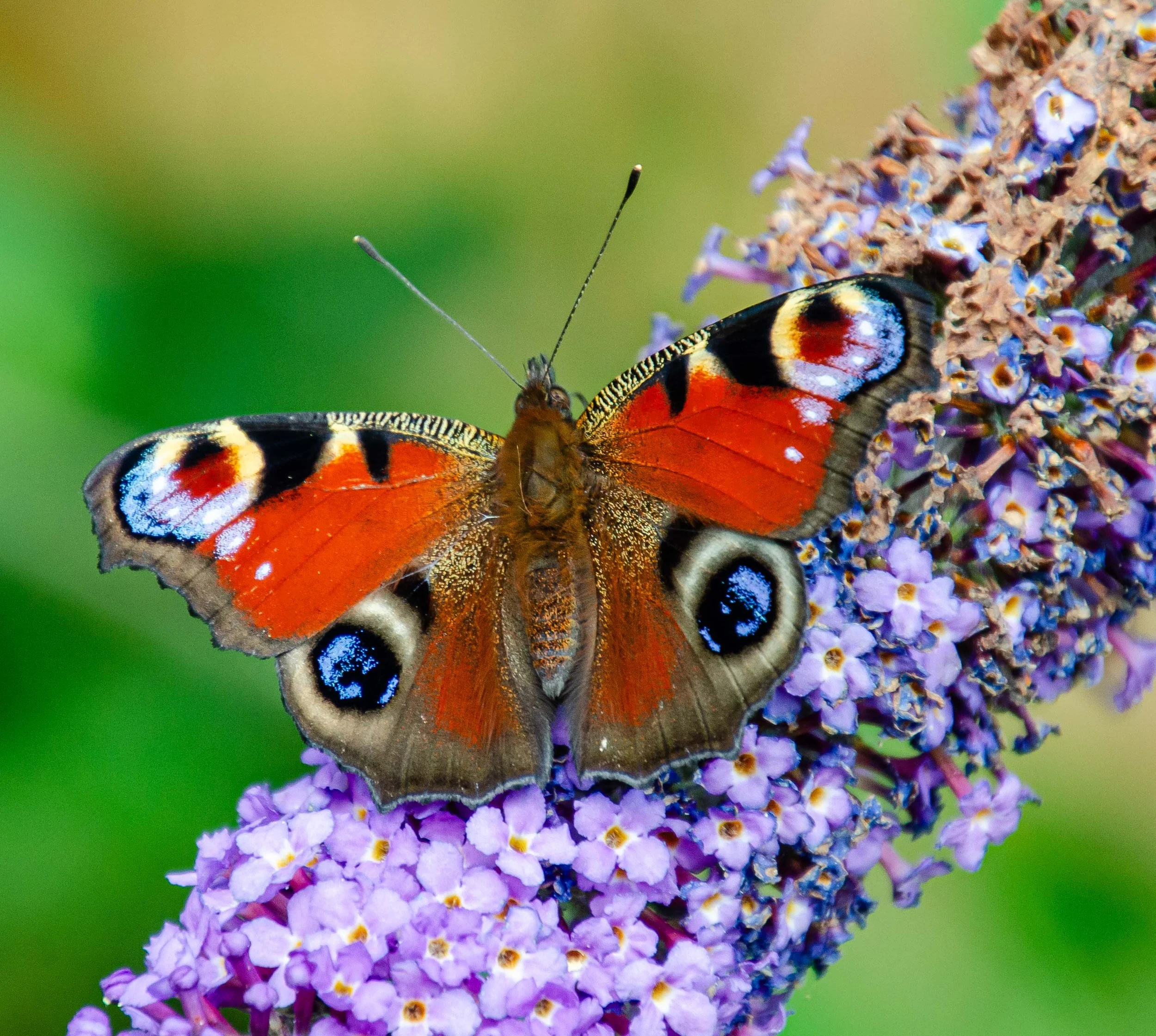 Peacock Butterfly