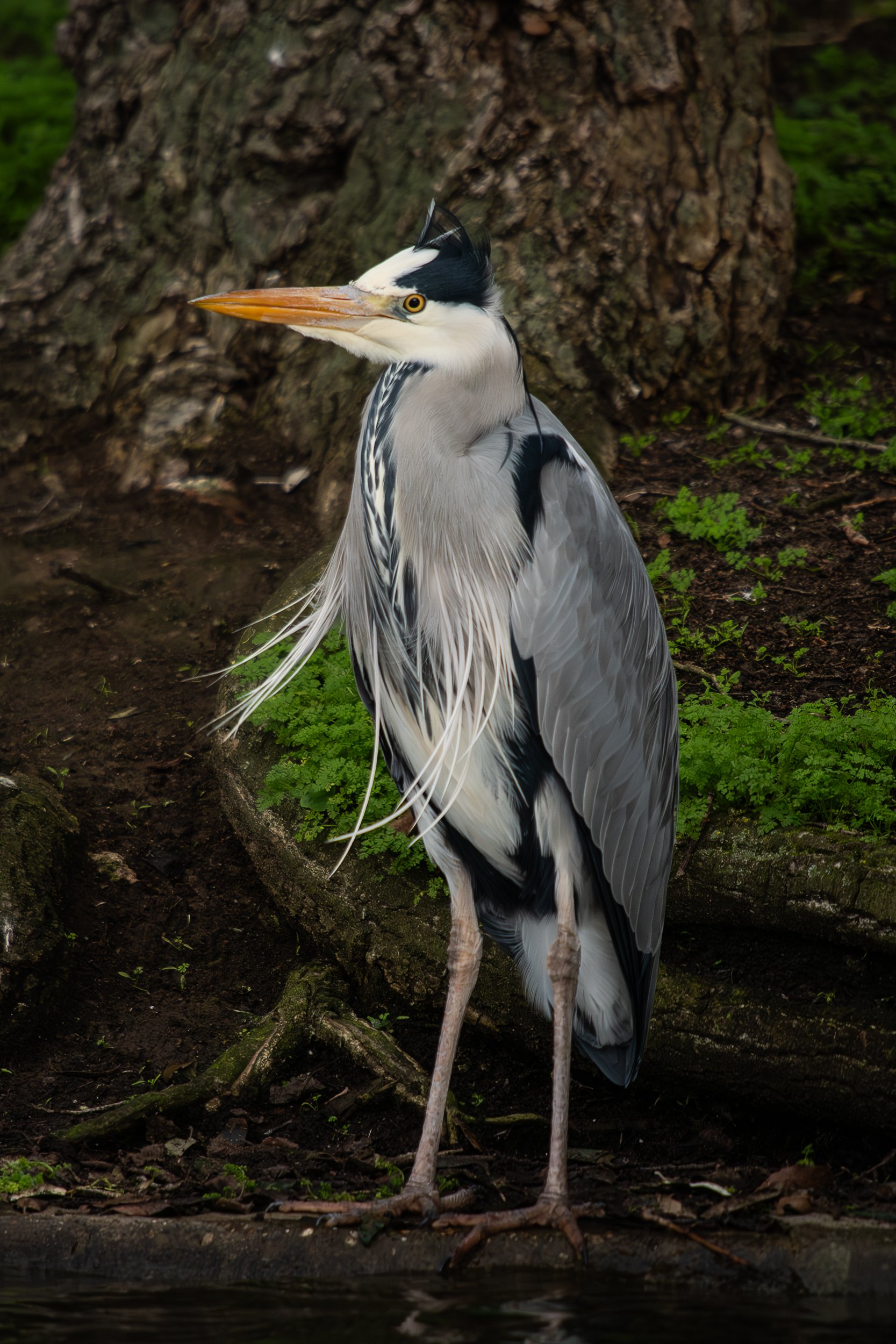 Grey Heron