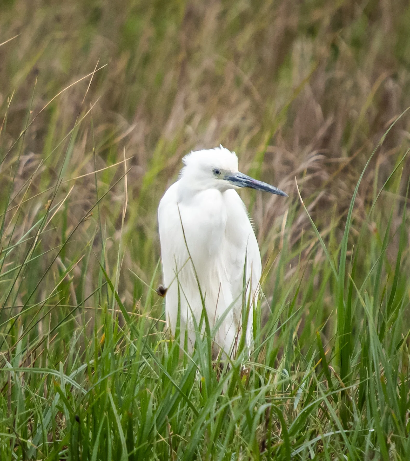 Egret