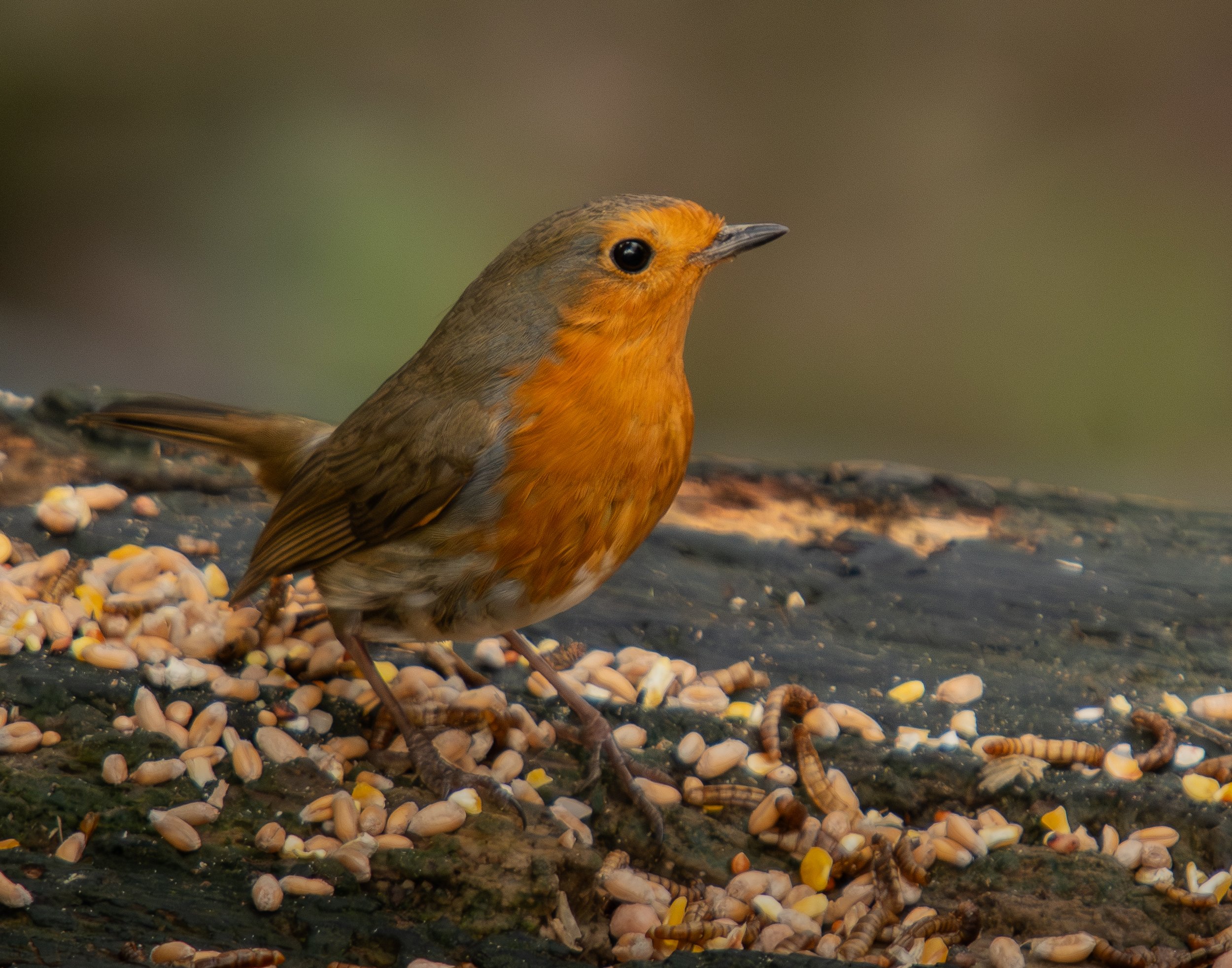 Robin