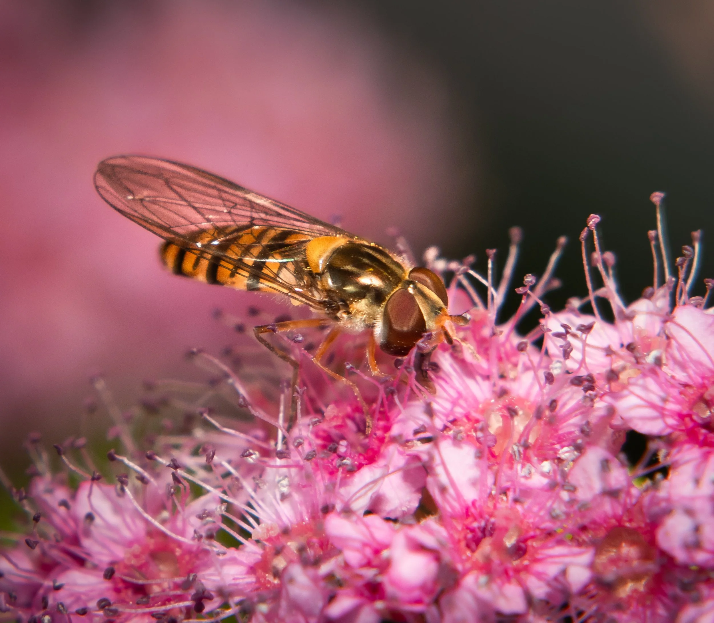 Hoverfly