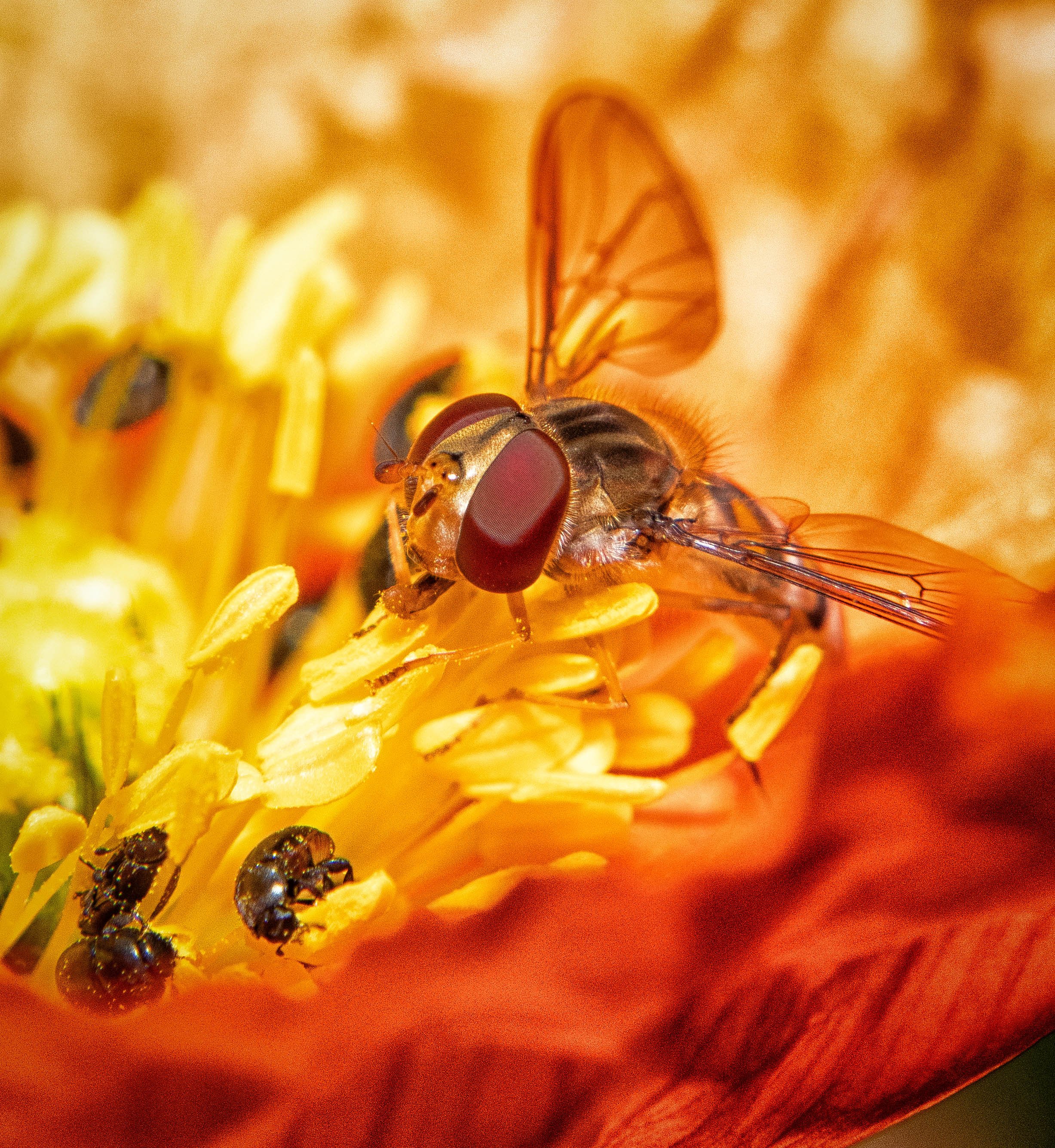 Hoverfly